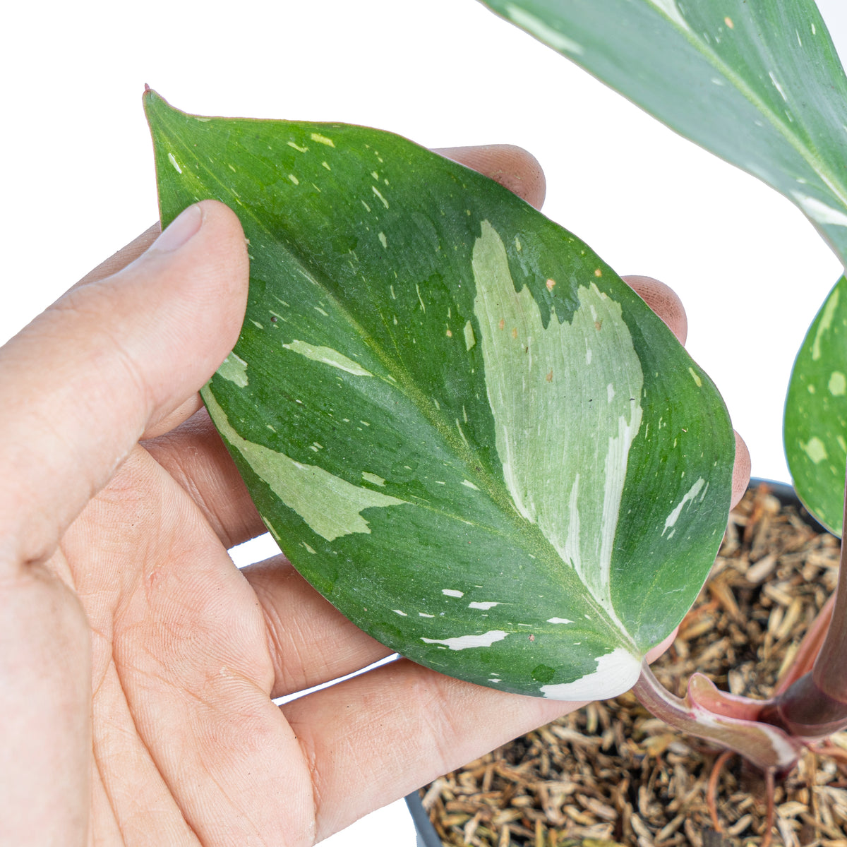 Philodendron White Knight