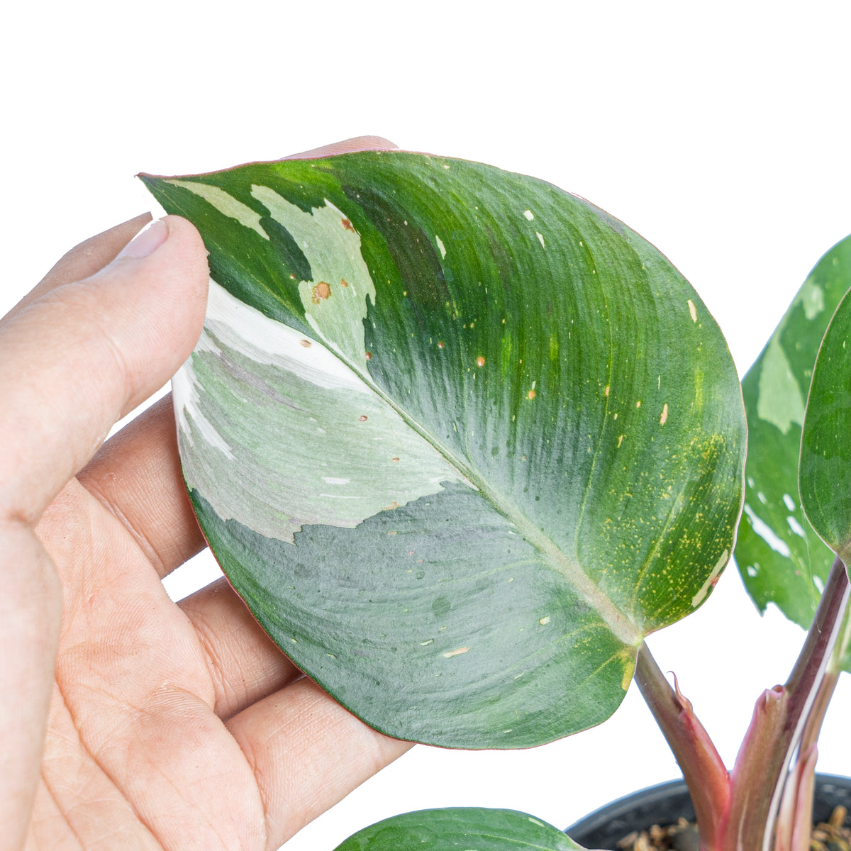 Philodendron White Knight