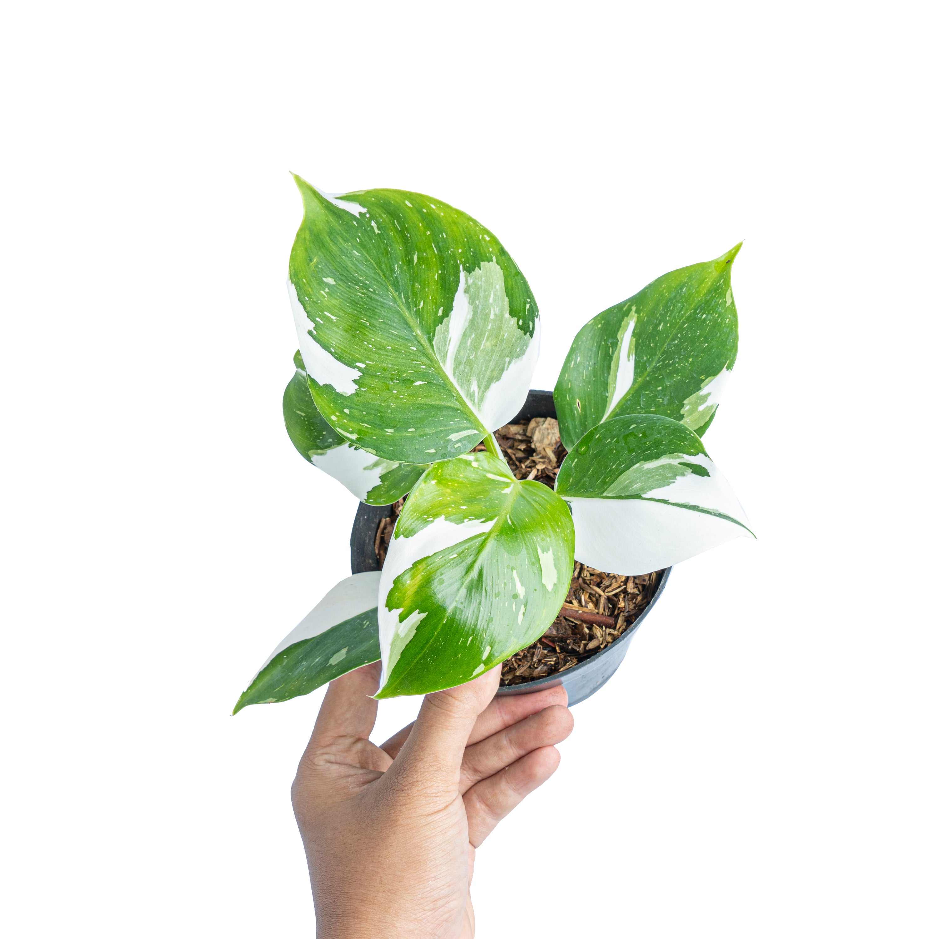 Philodendron White Wizard