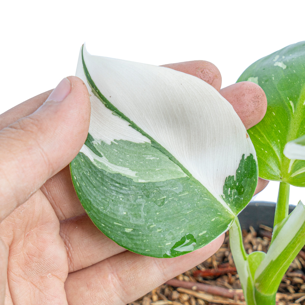 Philodendron White Wizard