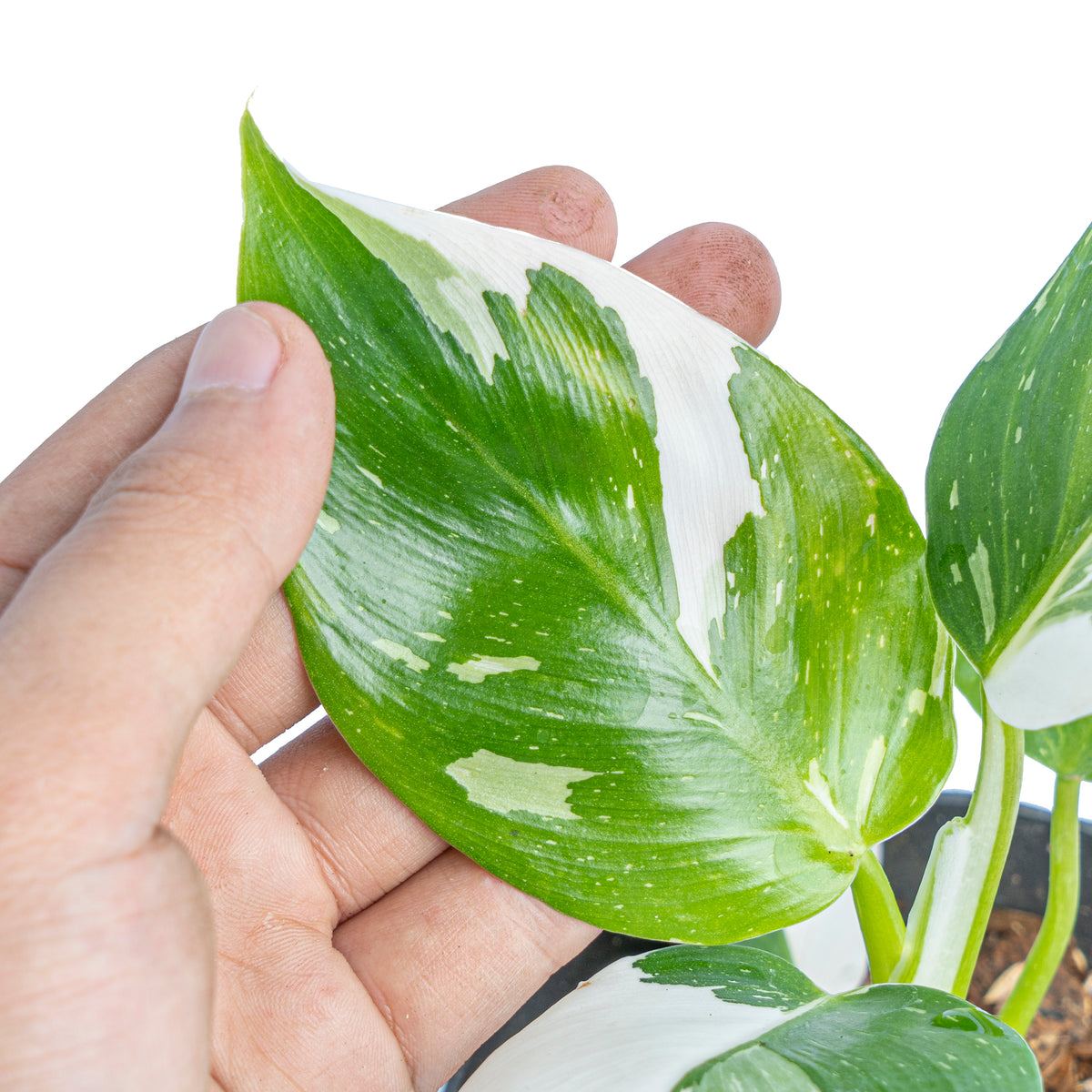Philodendron White Wizard