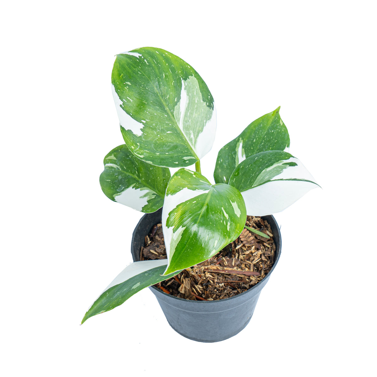 Philodendron White Wizard