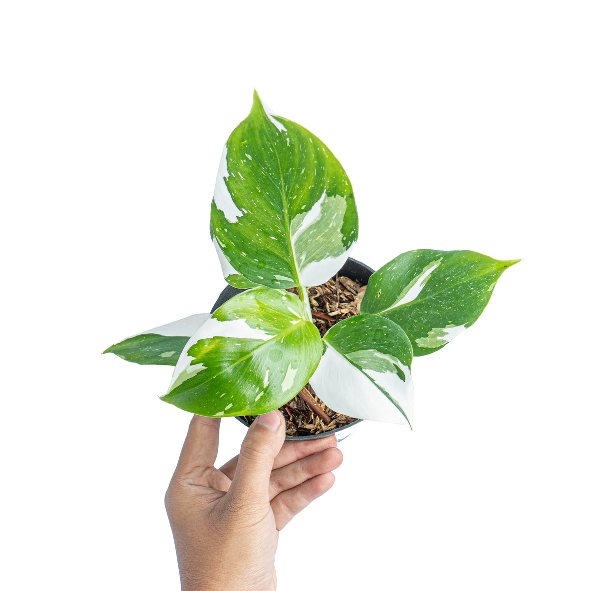 Philodendron White Wizard