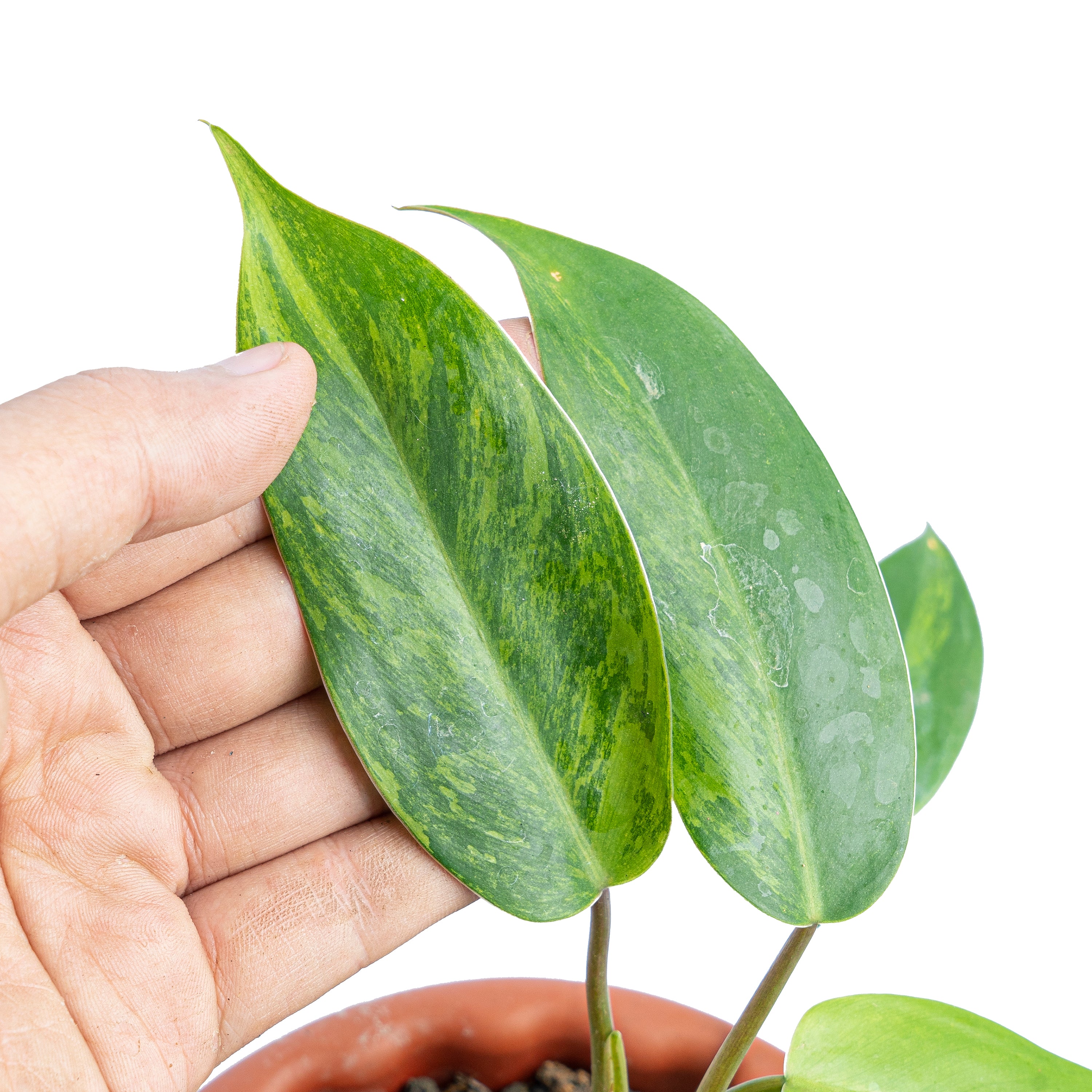 Philodendron avocado shake