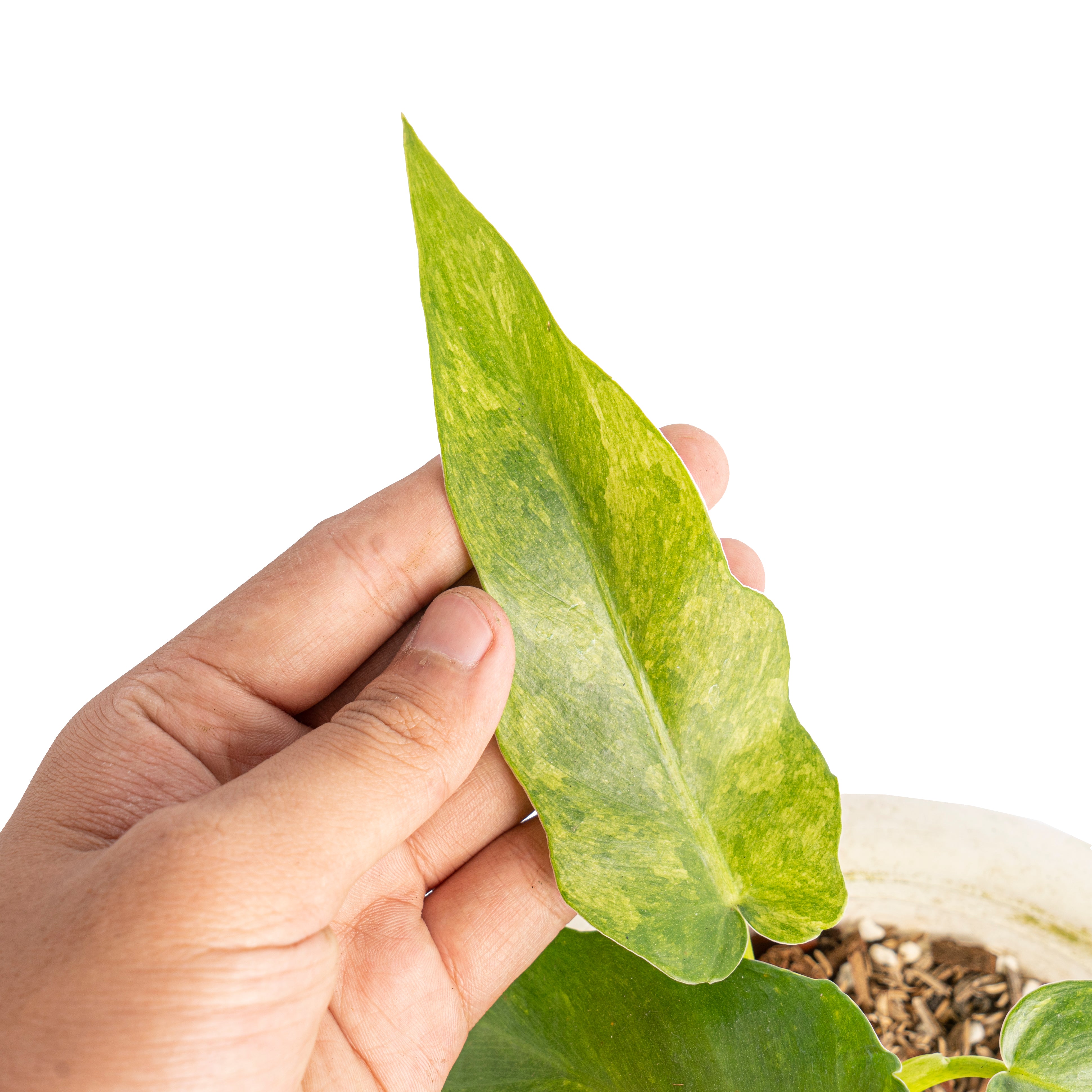 Philodendron bob cee variegated