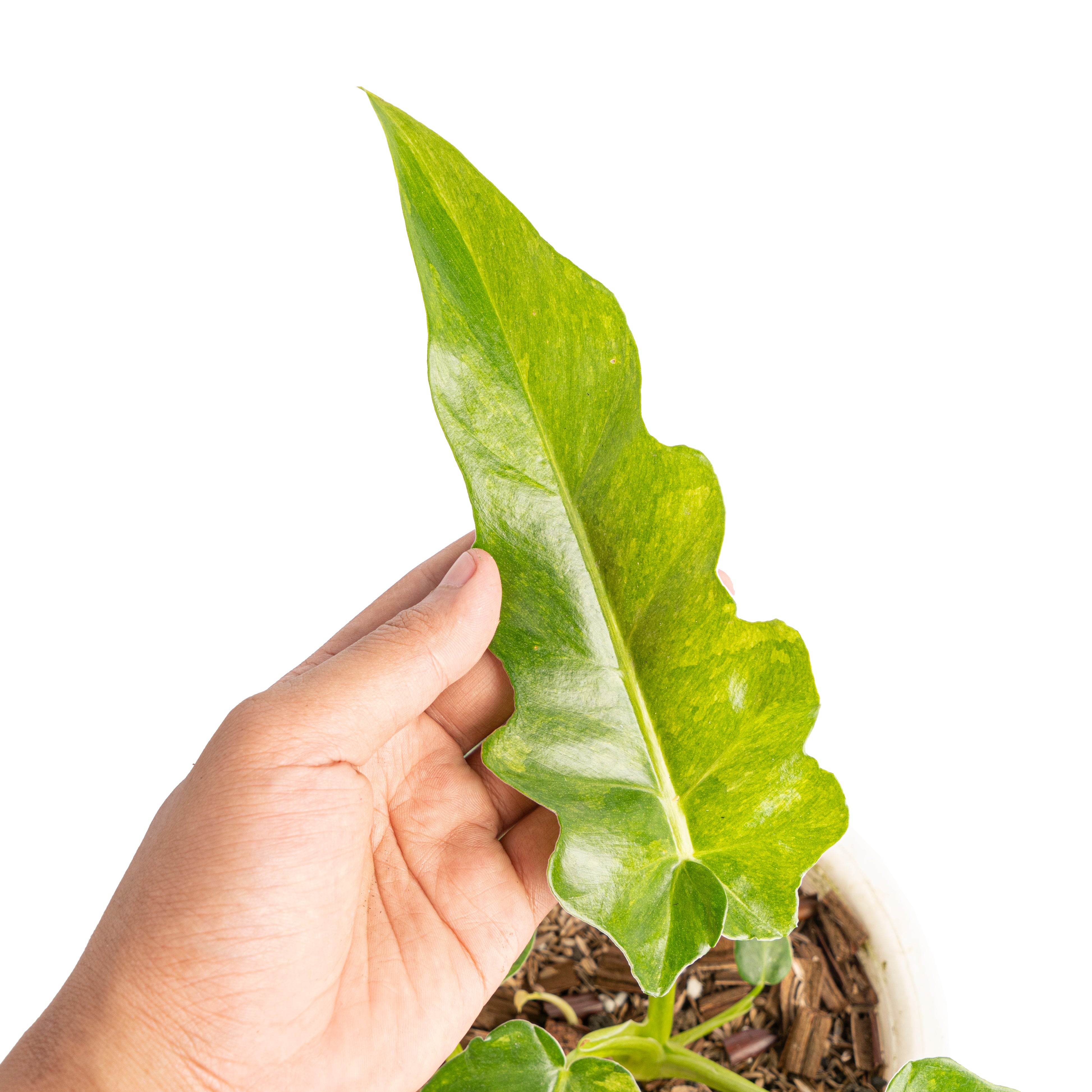Philodendron bob cee variegated