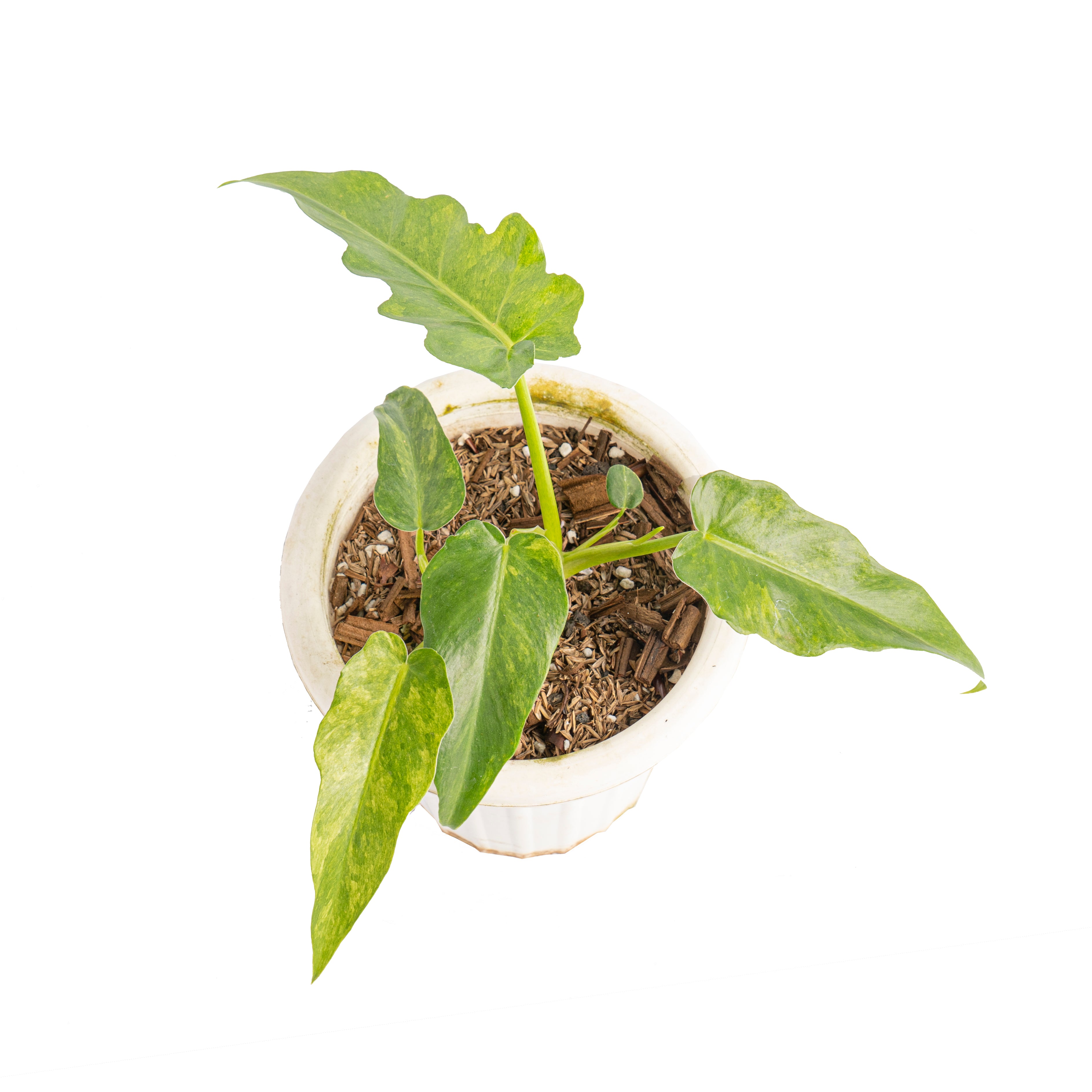 Philodendron bob cee variegated