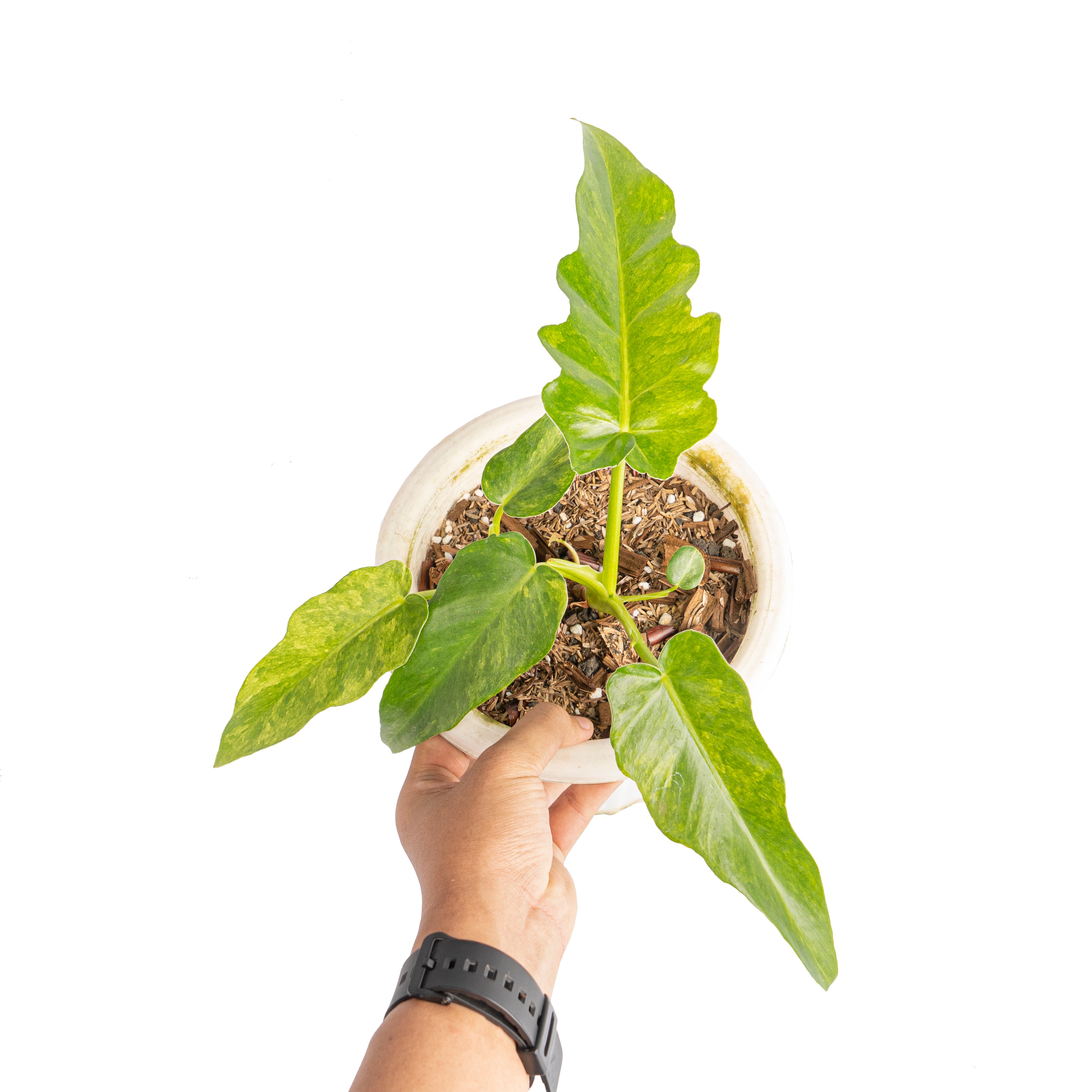 Philodendron bob cee variegated