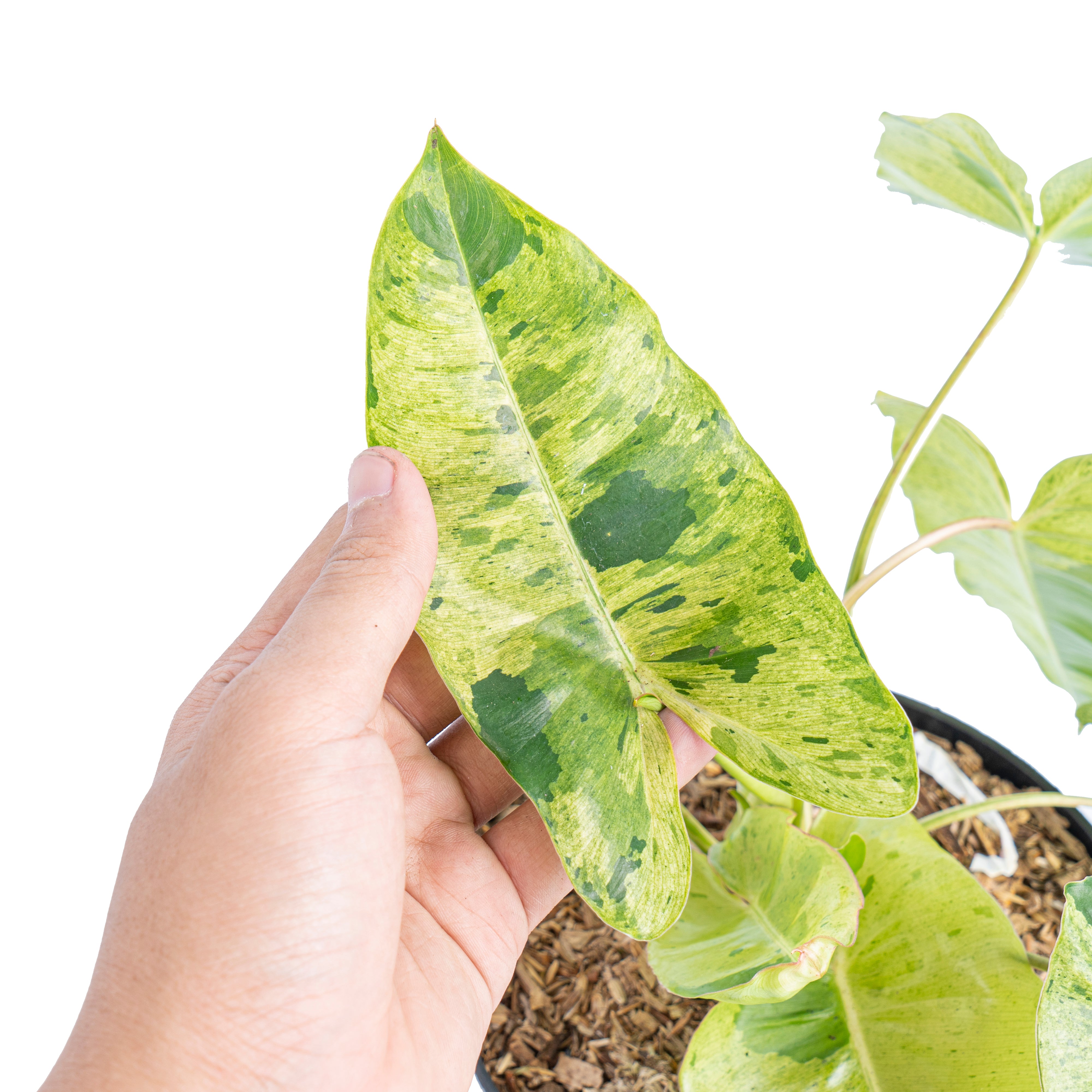 Philodendron burle marx mint variegated - Aroidmarket