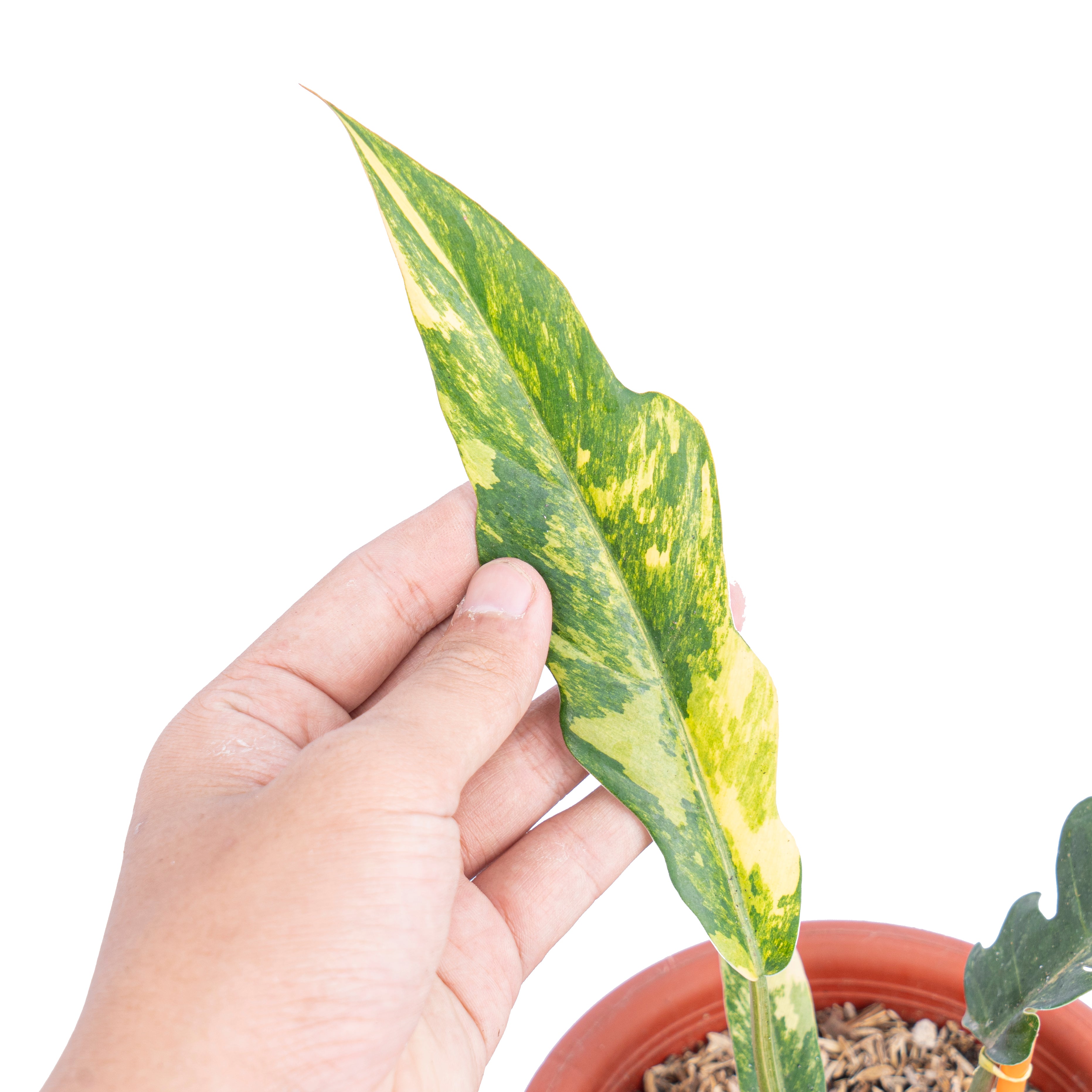 Philodendron caramel marble variegated