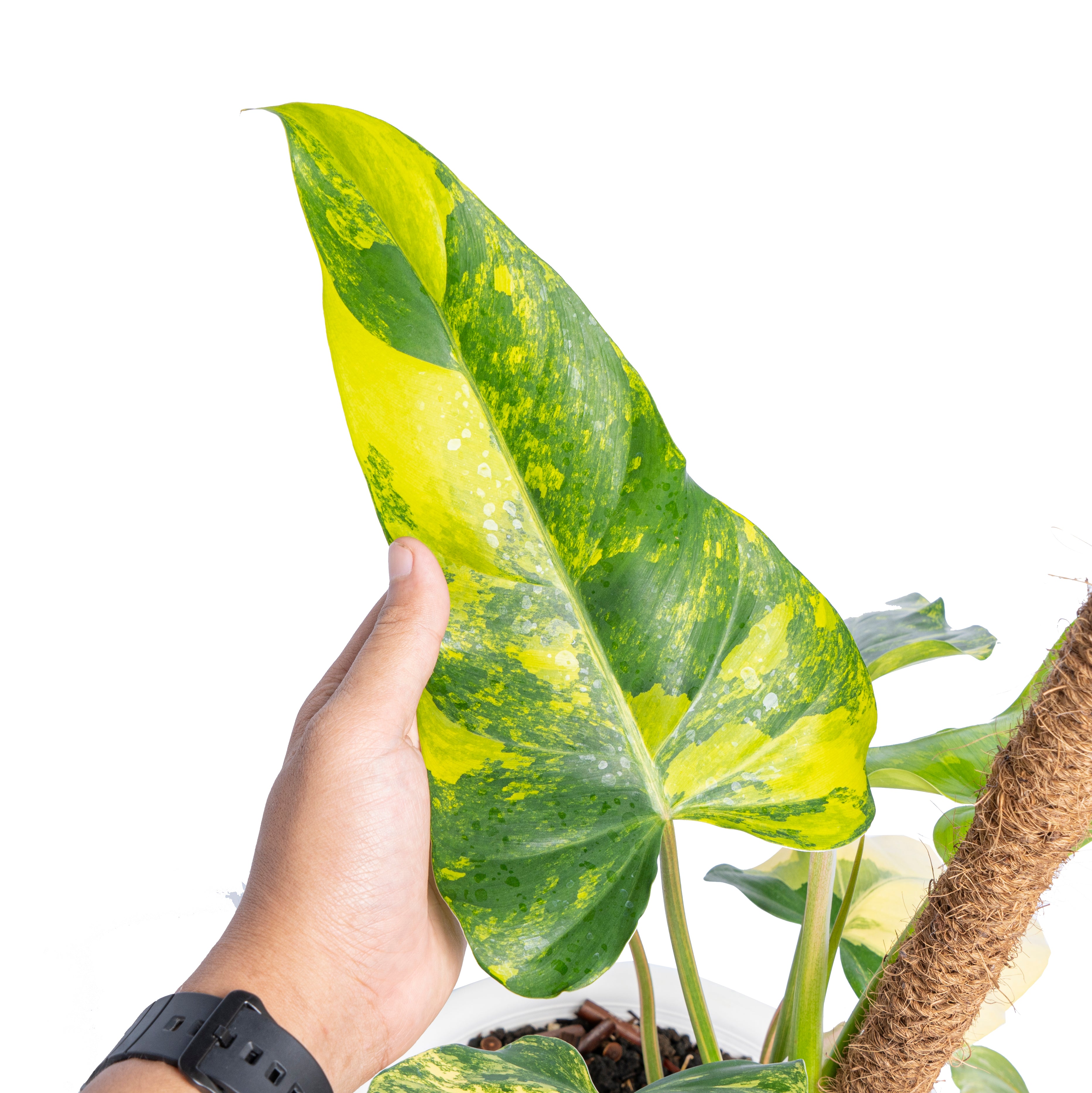 Philodendron domesticum variegated - Aroidmarket