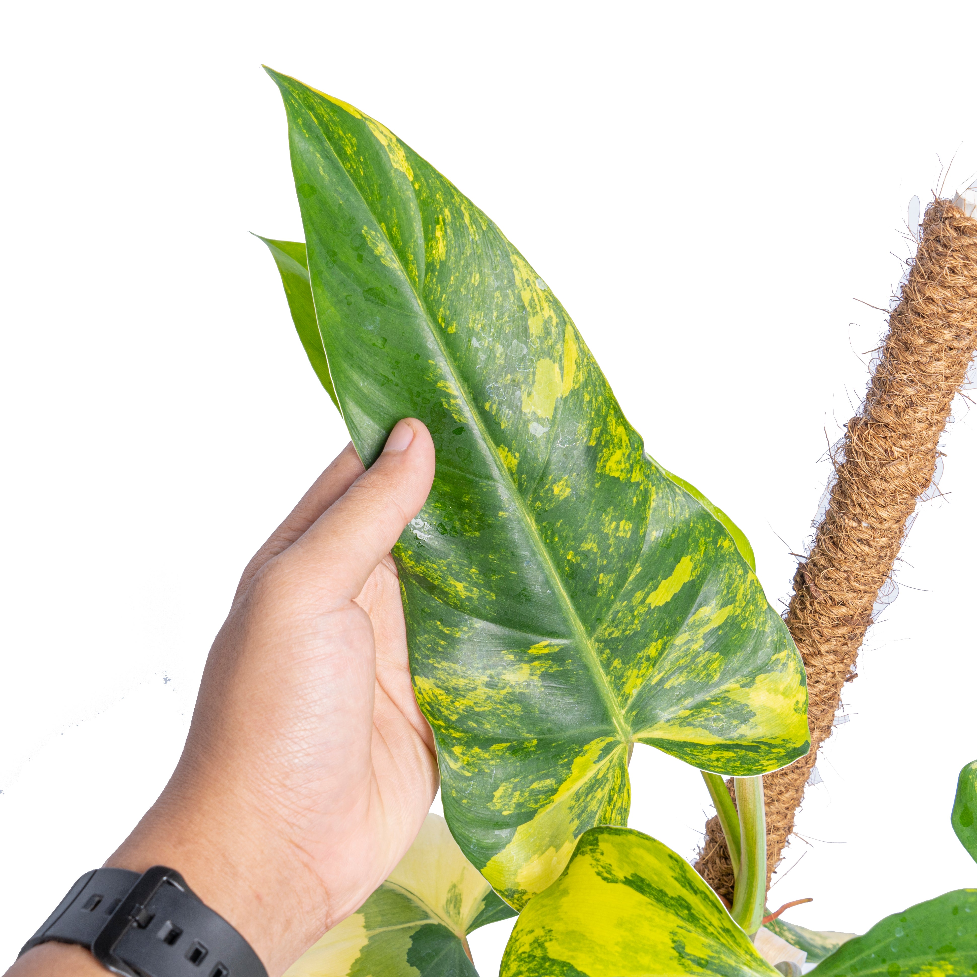 Philodendron domesticum variegated - Aroidmarket