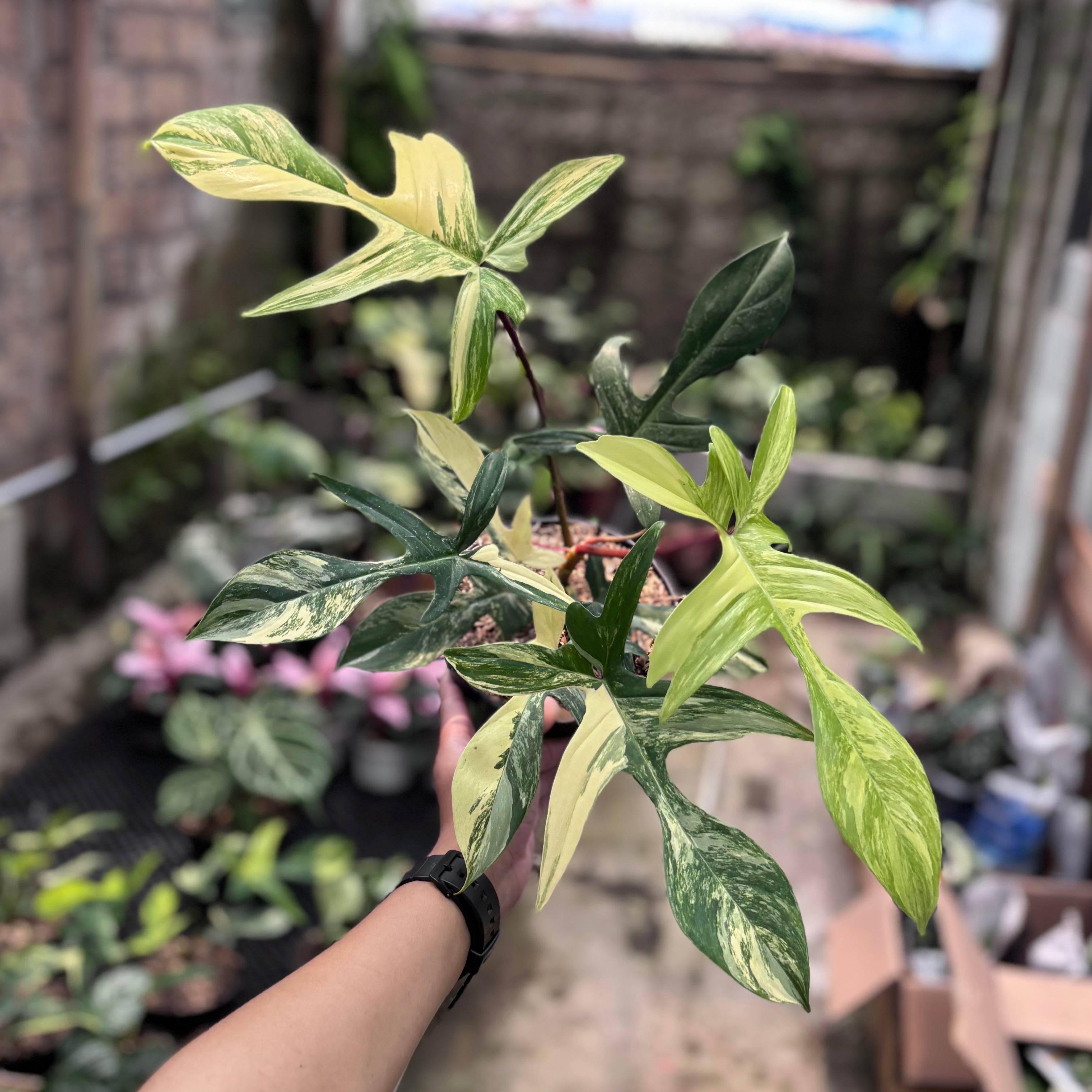 Philodendron florida beauty - Mature size