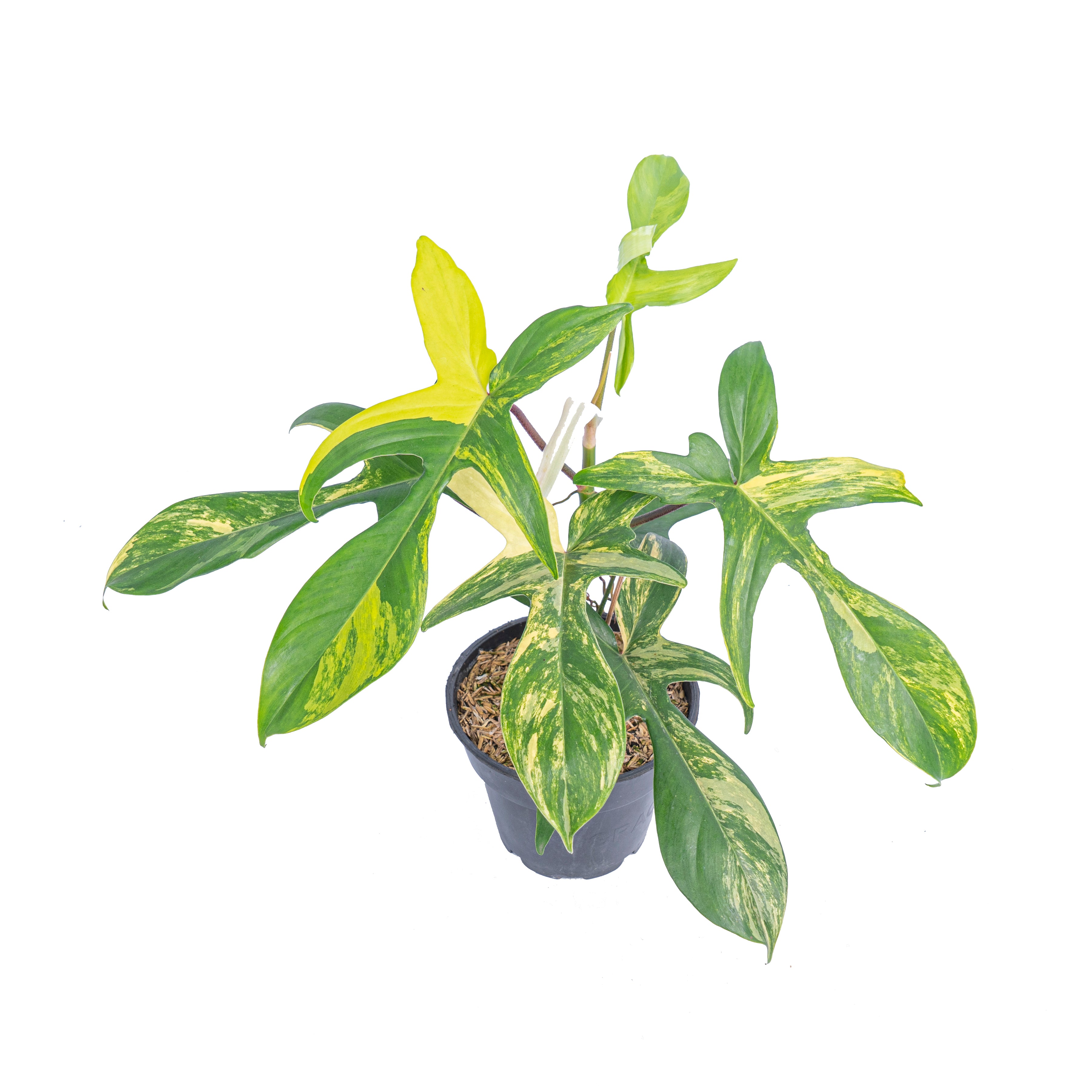 Philodendron florida beauty - Aroidmarket