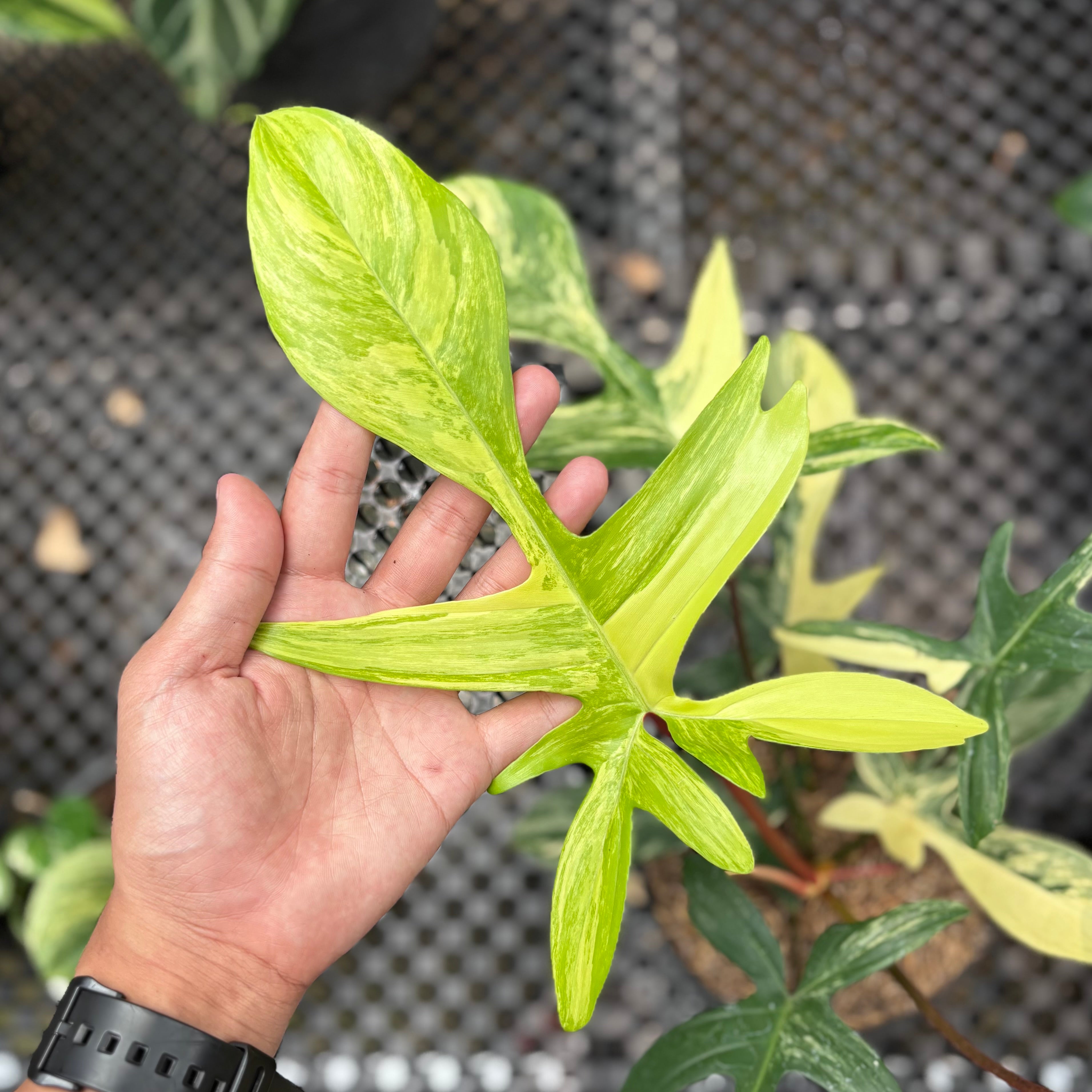 Philodendron florida beauty - Mature size