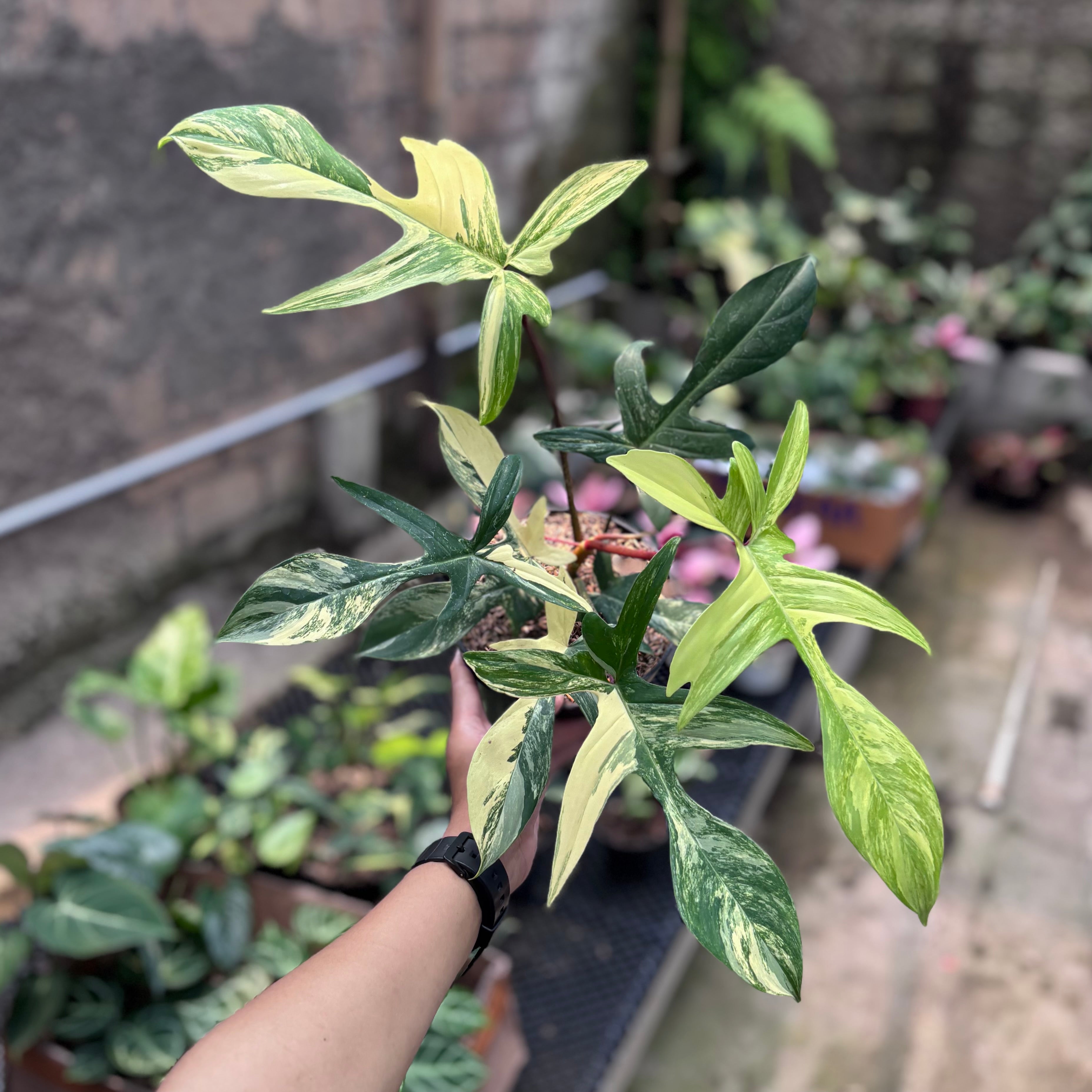 Philodendron florida beauty - Mature size