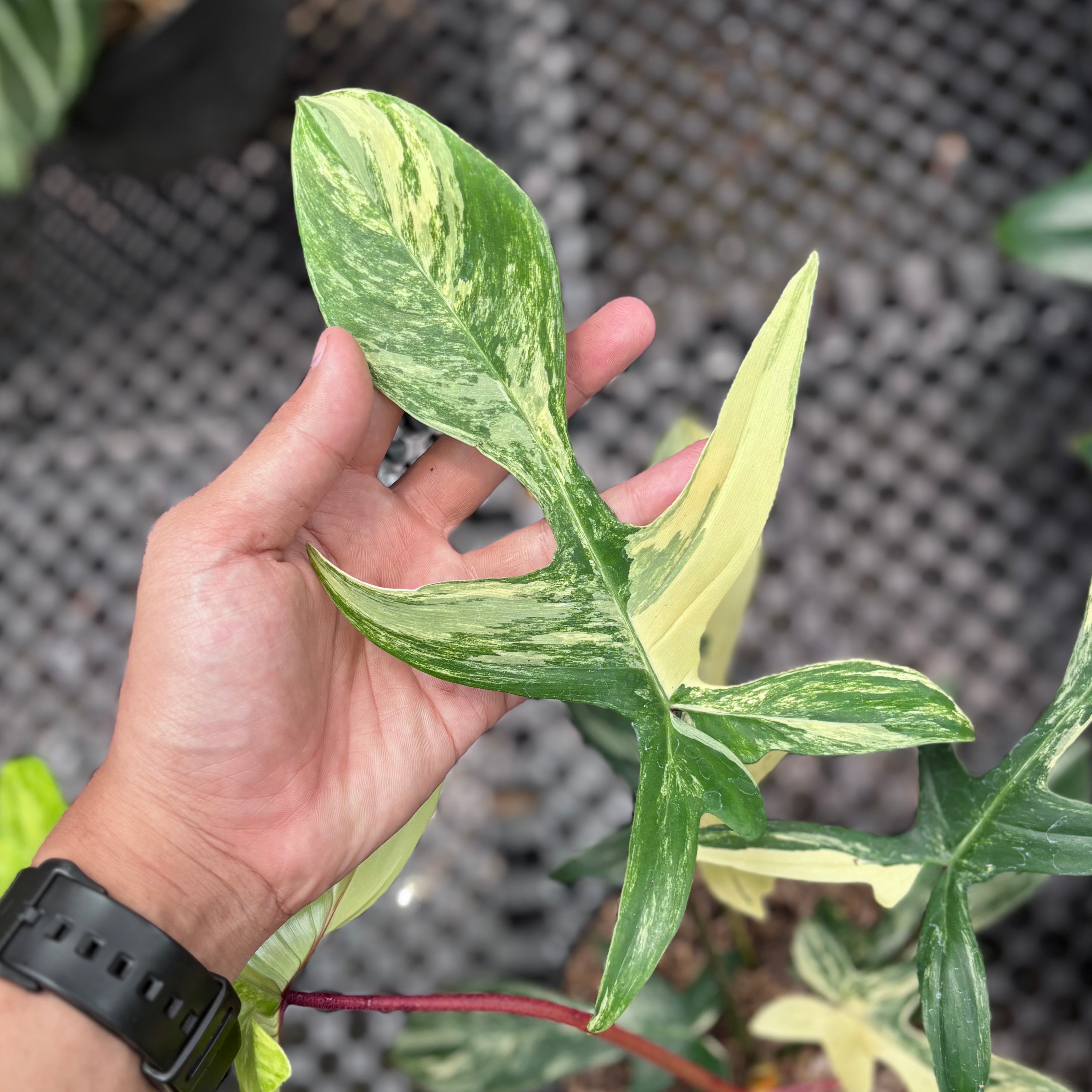 Philodendron florida beauty - Mature size
