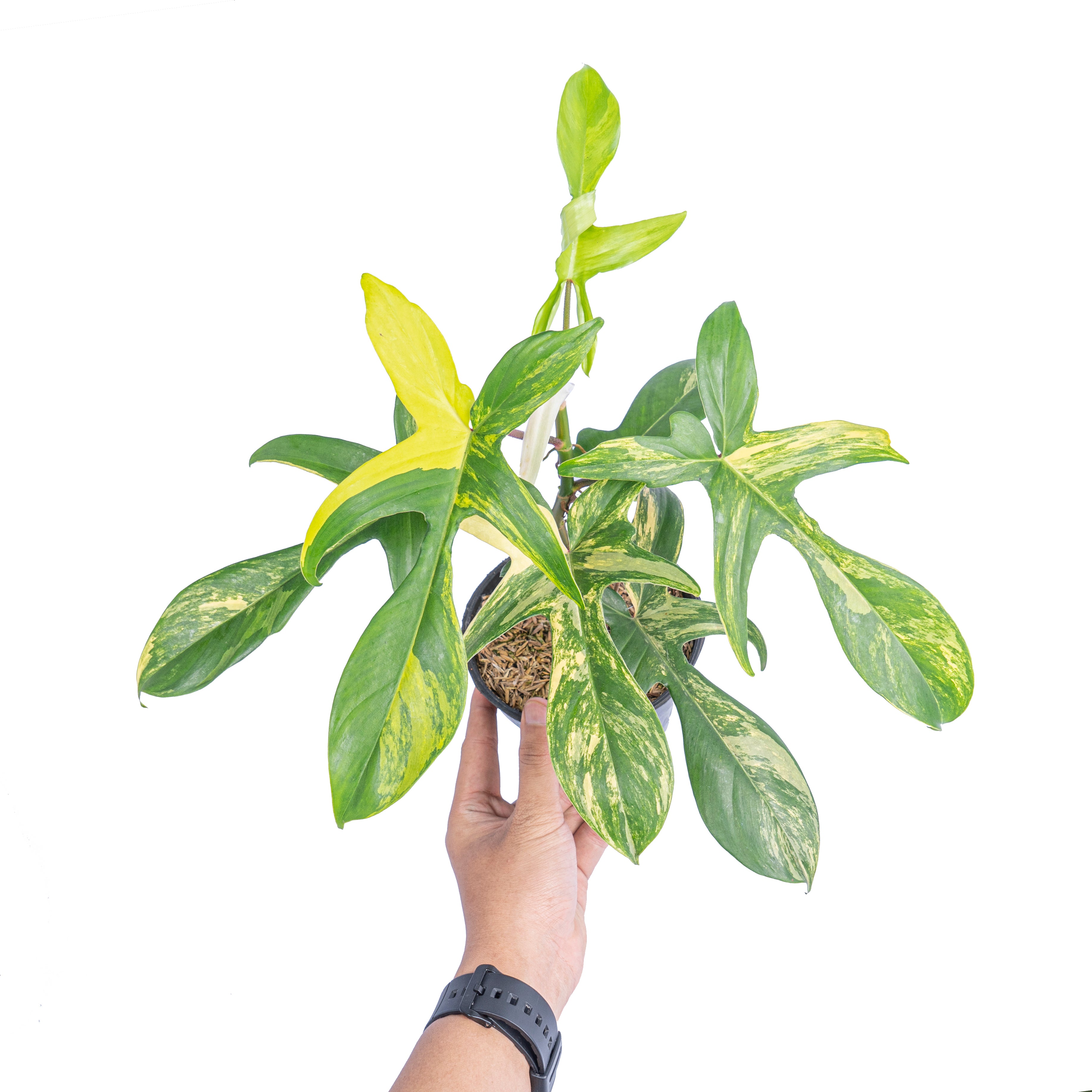Philodendron florida beauty - Aroidmarket