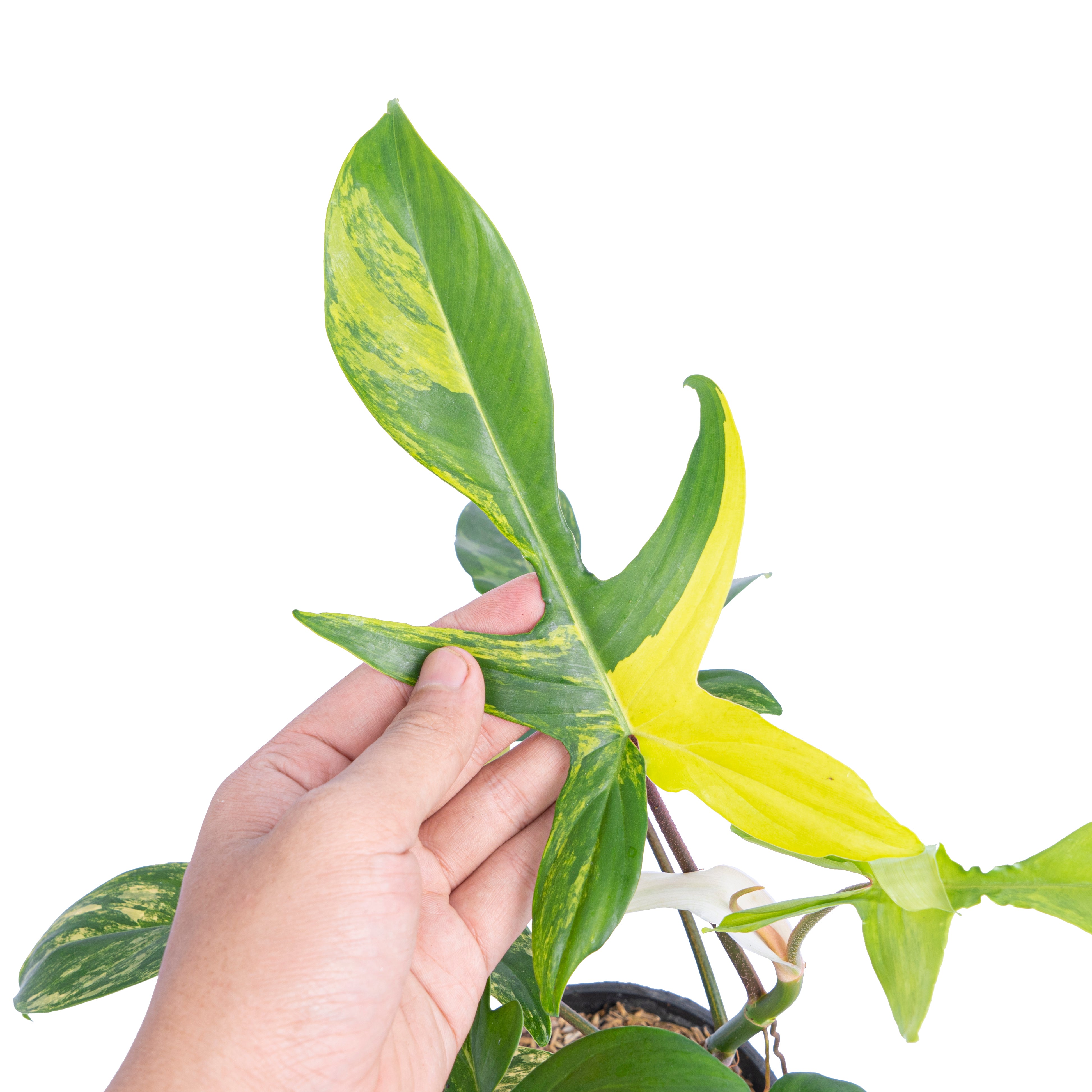 Philodendron florida beauty - Aroidmarket