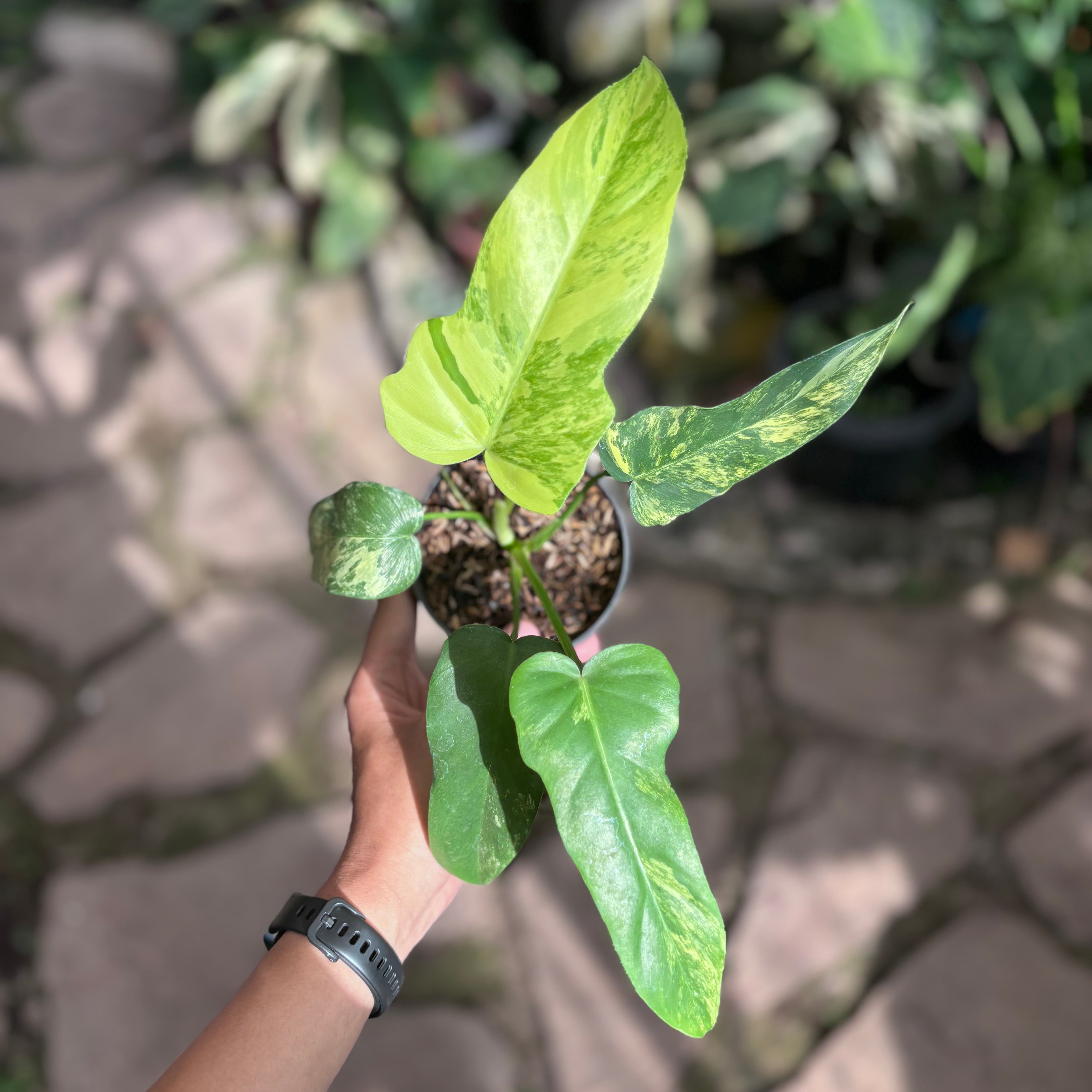 Philodendron florida beauty x radiatum