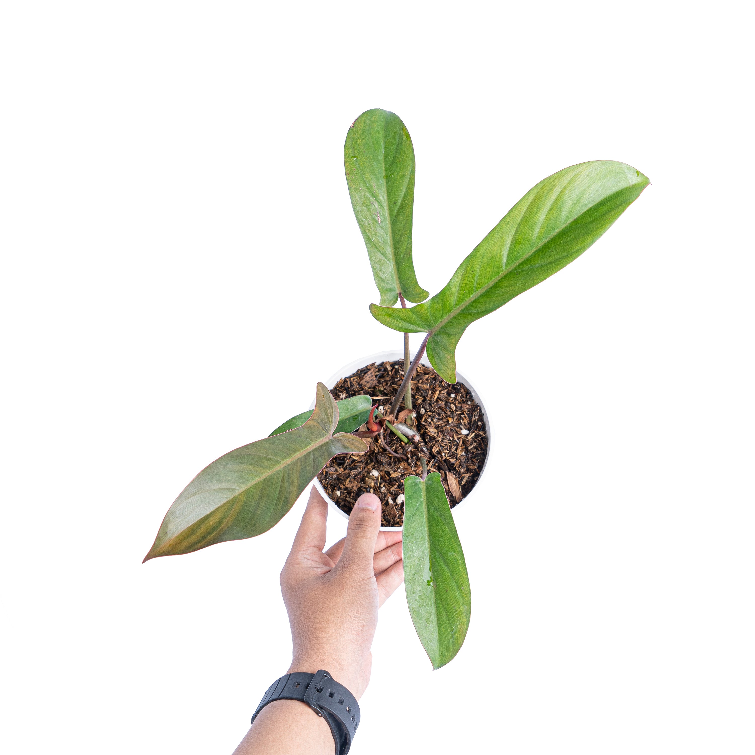 Philodendron florida bronze
