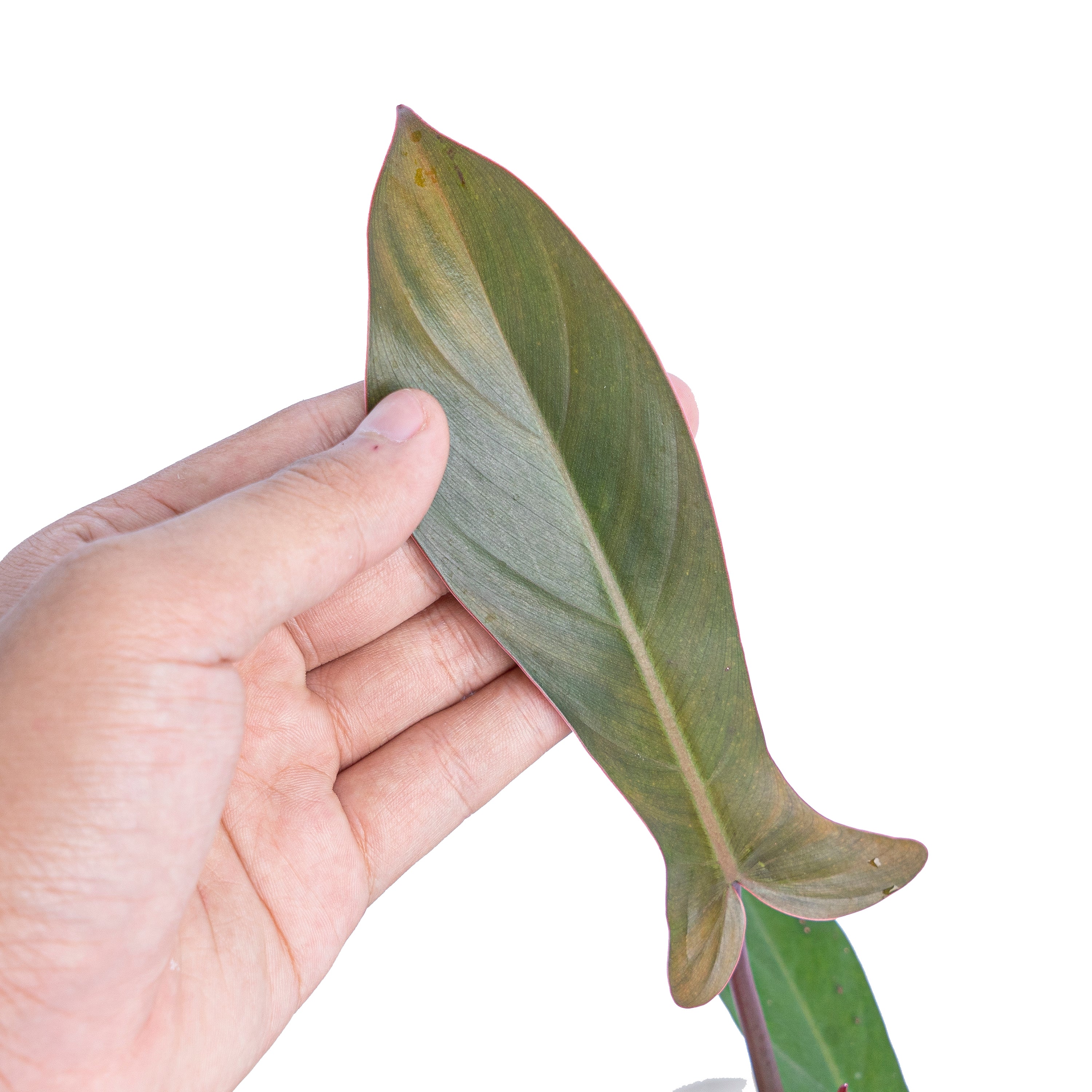 Philodendron florida bronze