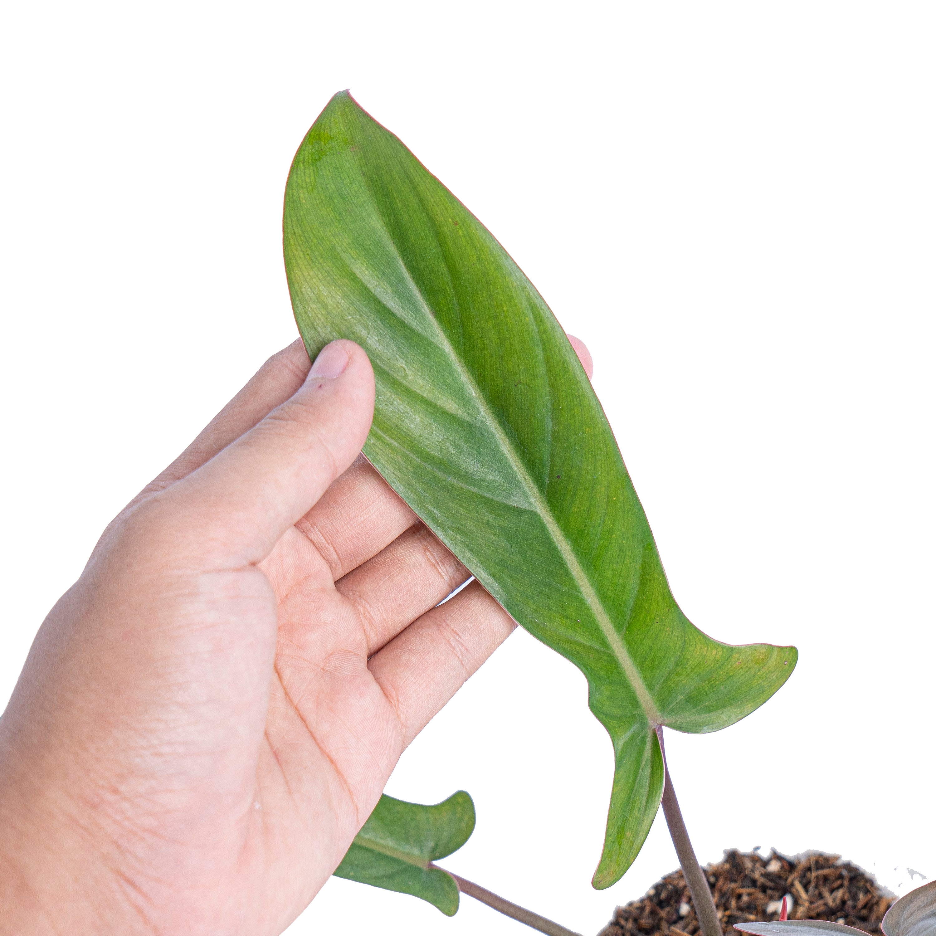Philodendron florida bronze