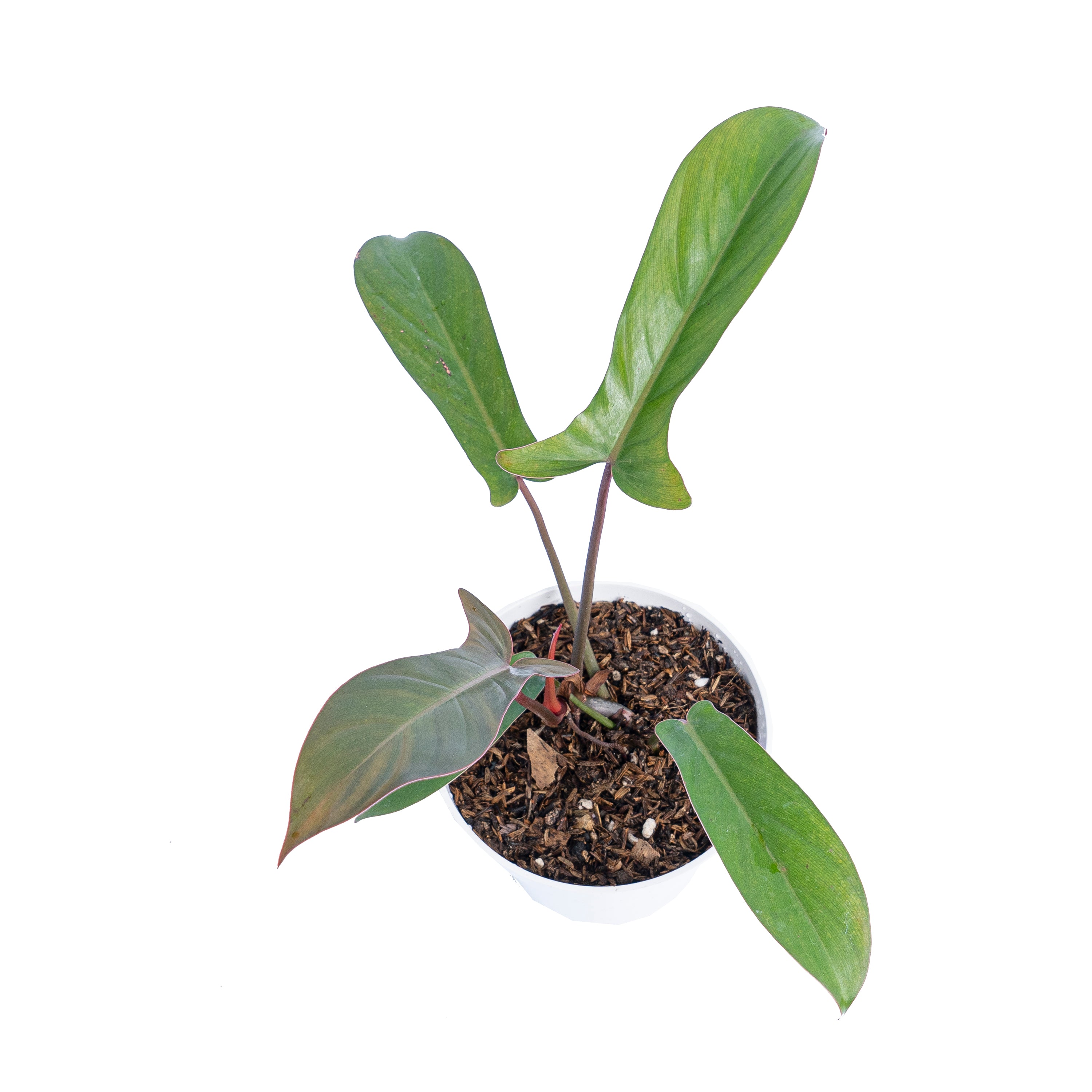Philodendron florida bronze