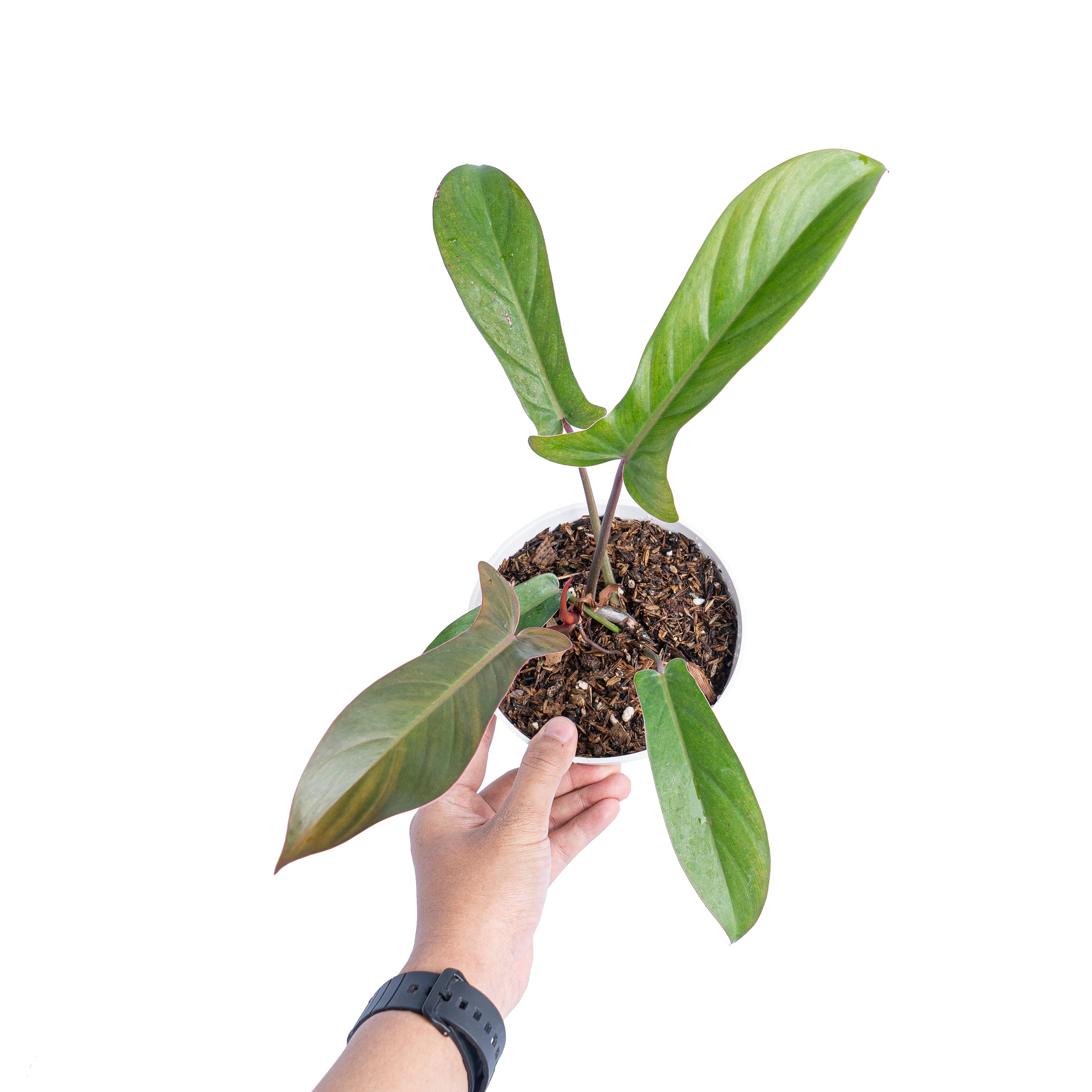 Philodendron florida bronze