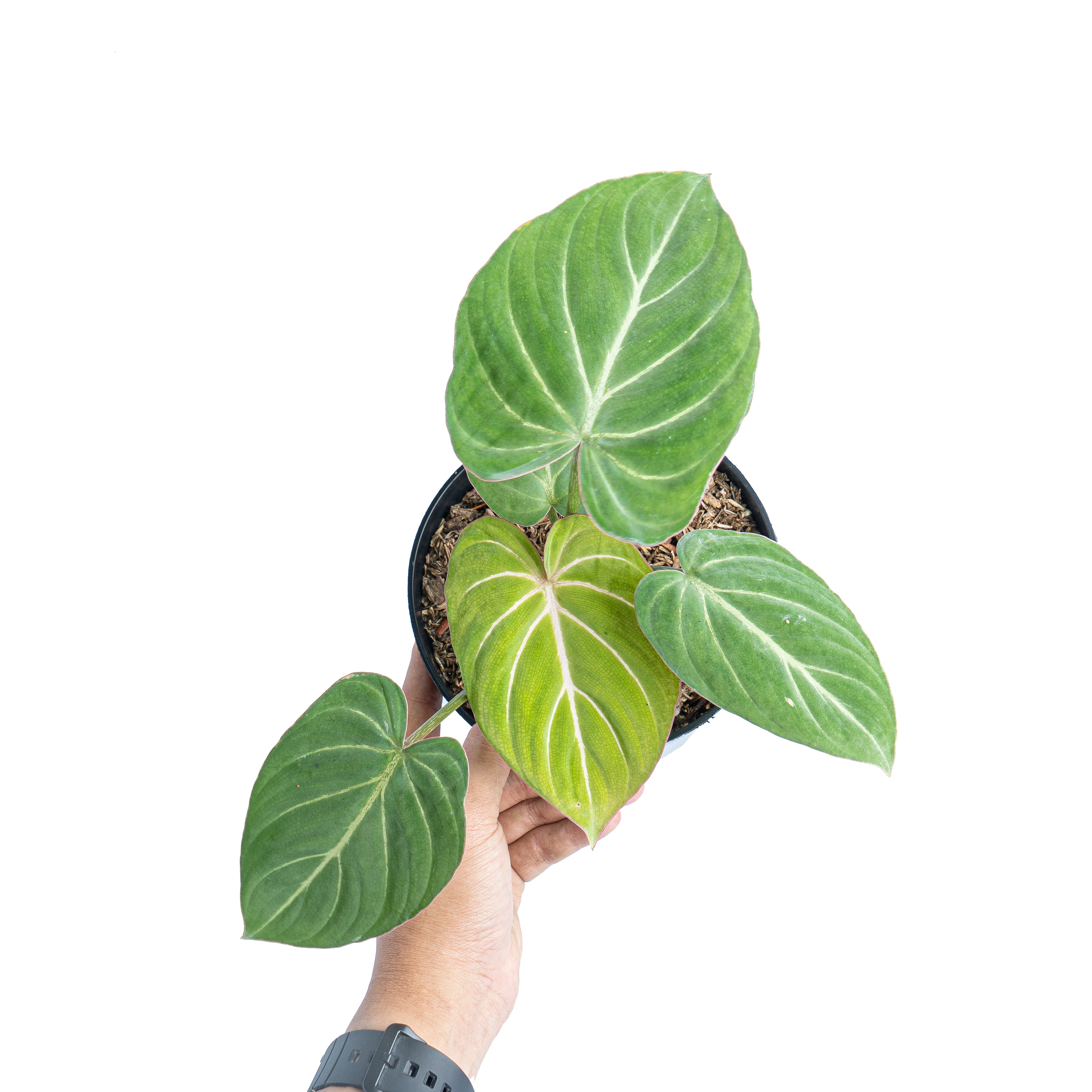 Philodendron gloriosum white veins