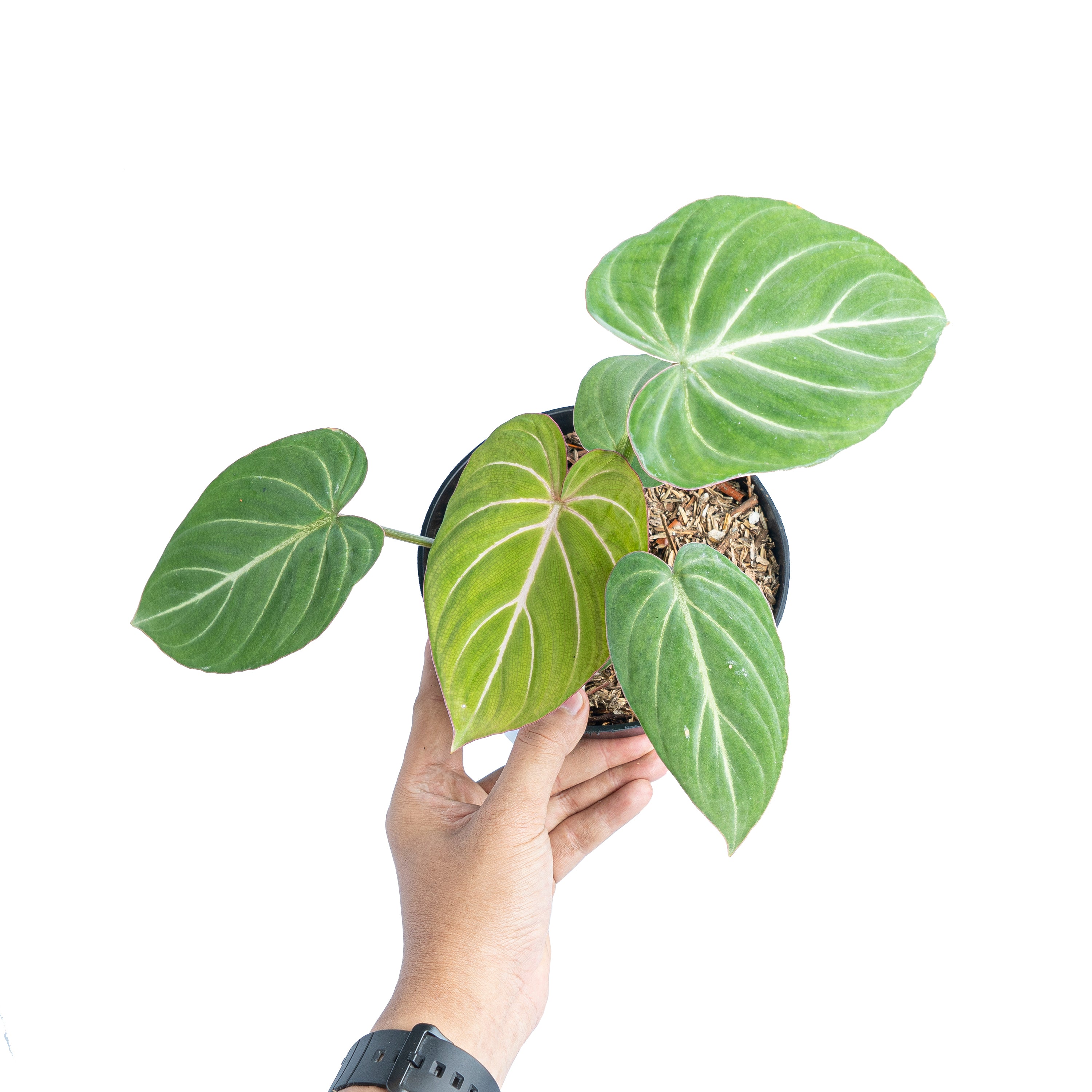 Philodendron gloriosum white veins