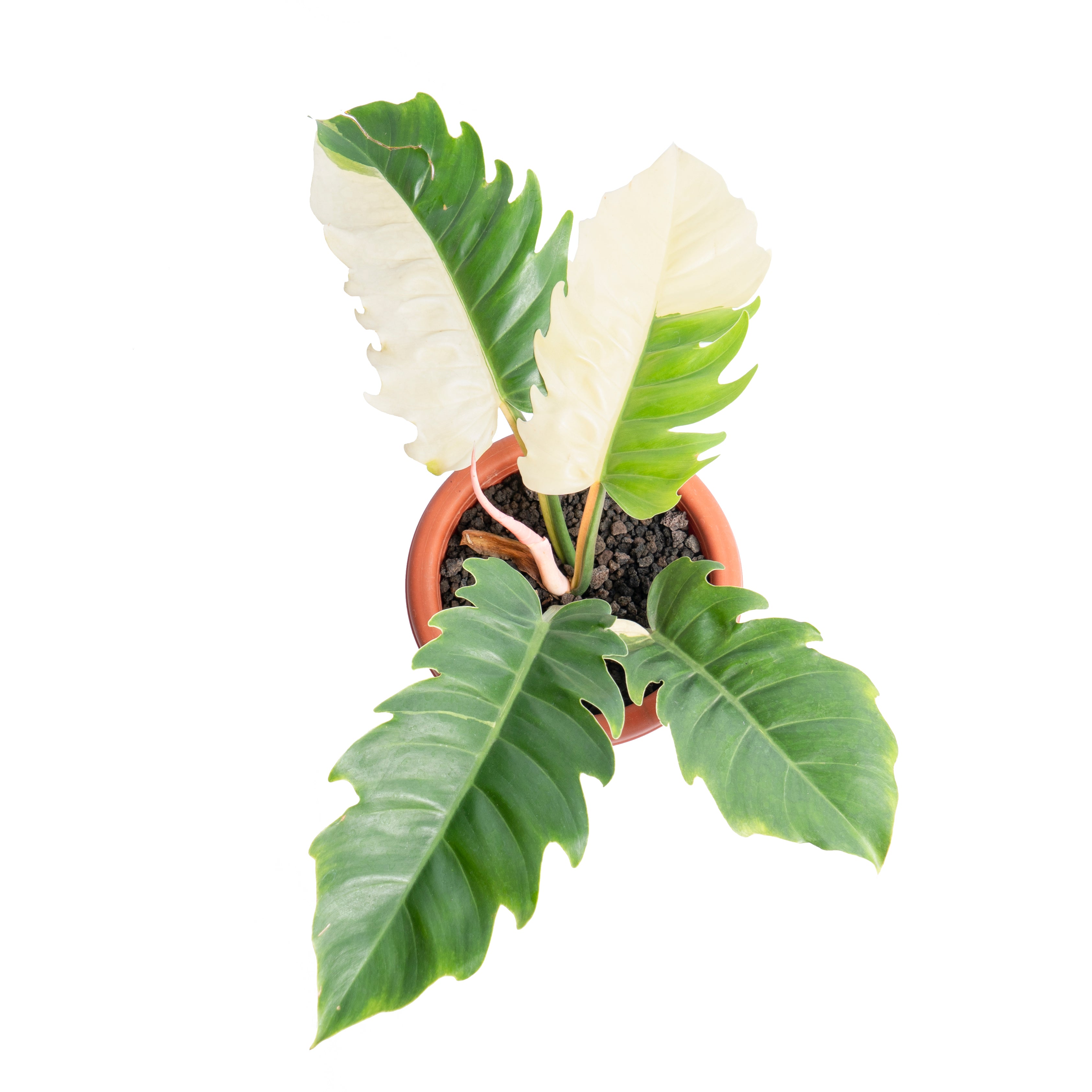 Philodendron green saw variegated - Aroidmarket