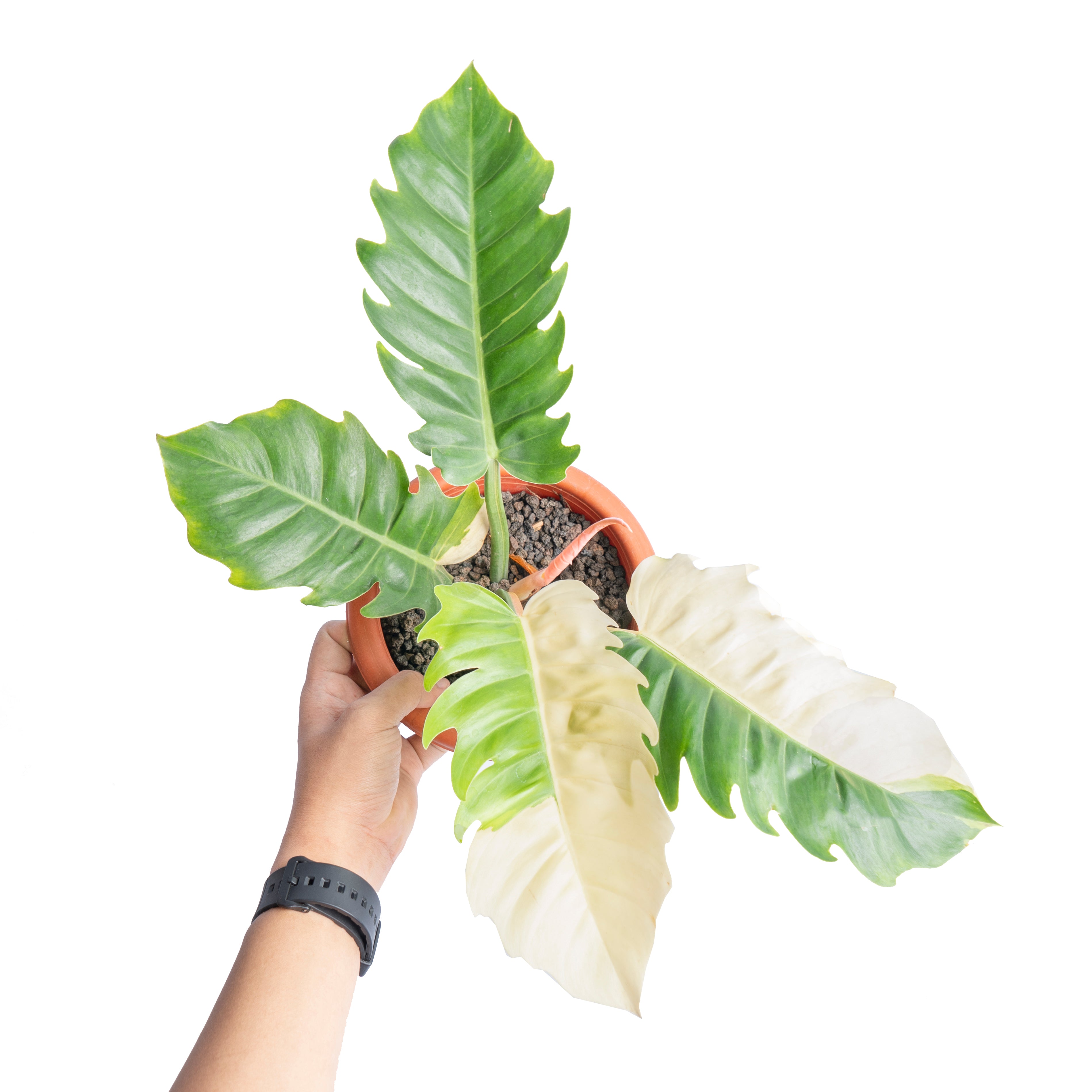 Philodendron green saw variegated - Aroidmarket