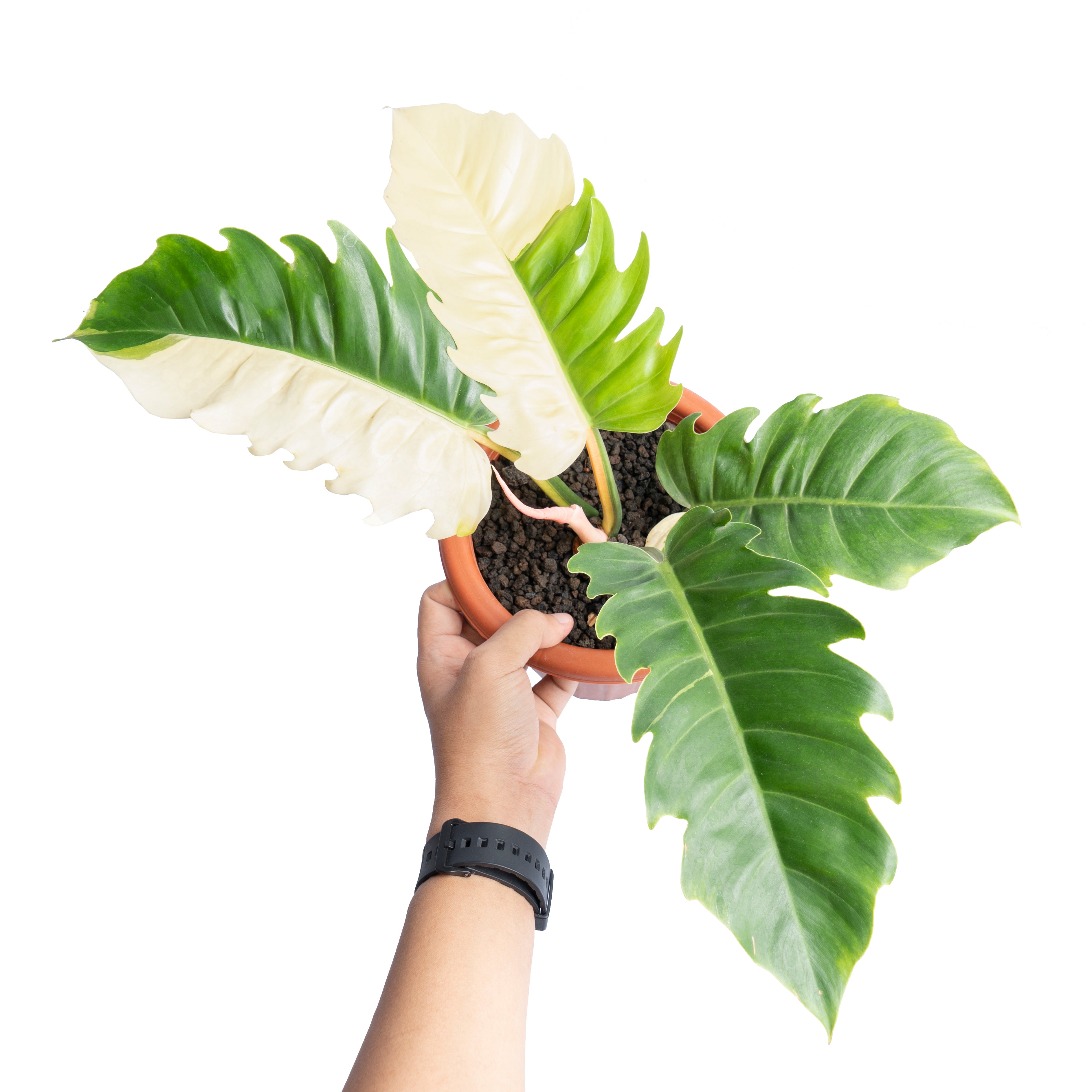 Philodendron green saw variegated - Aroidmarket