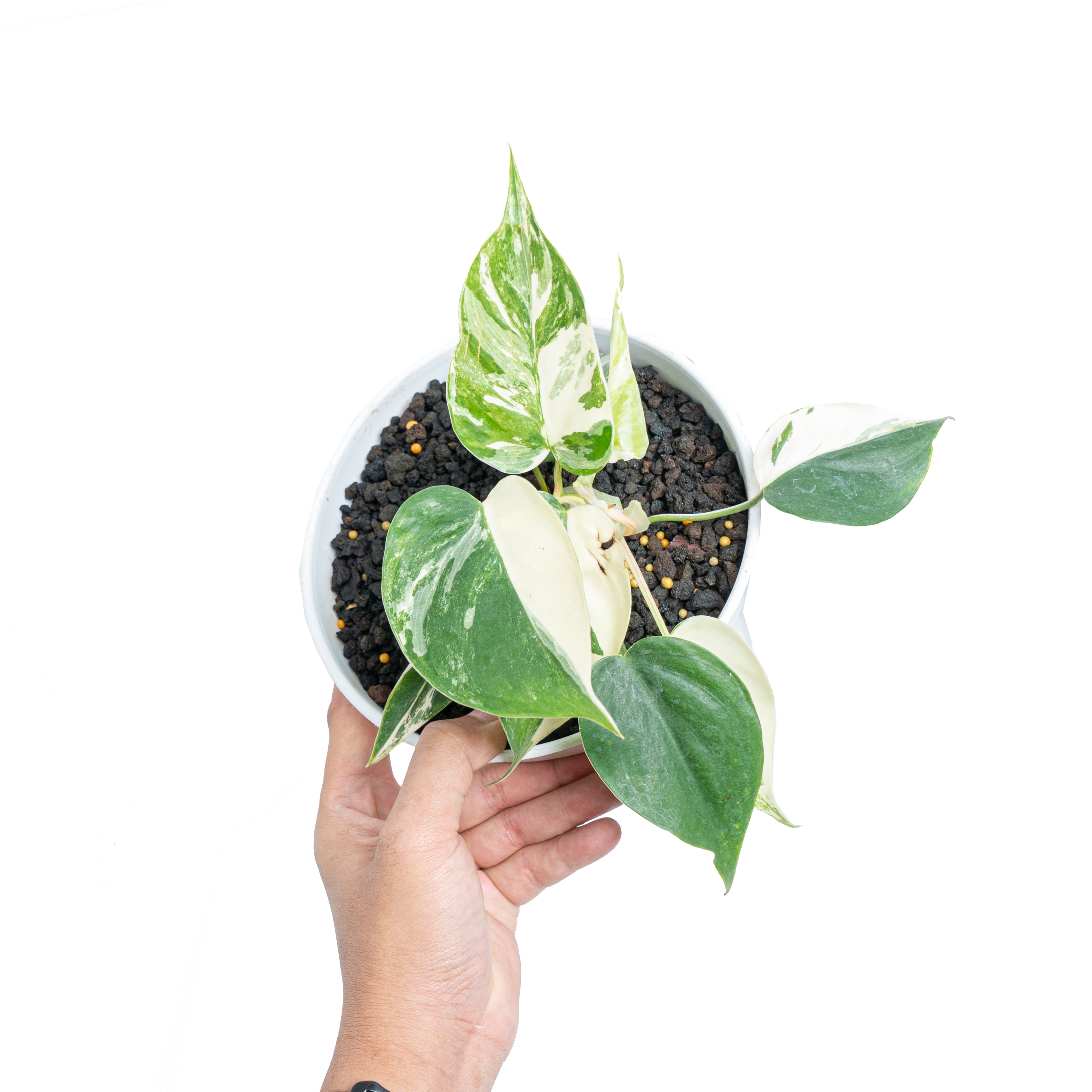 Philodendron hederaceum albo variegated