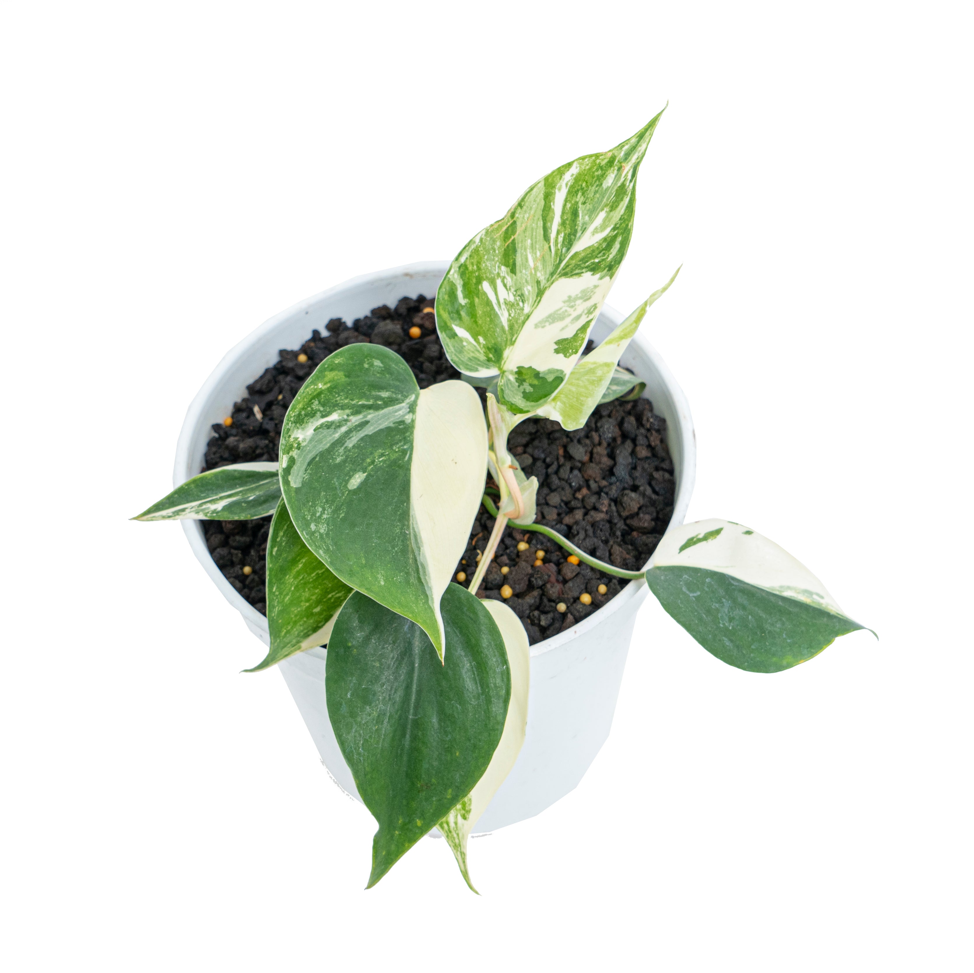 Philodendron hederaceum albo variegated