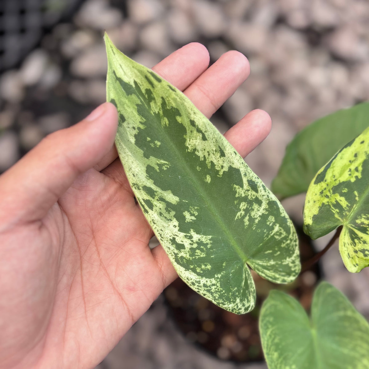 Philodendron ilsemanii variegated