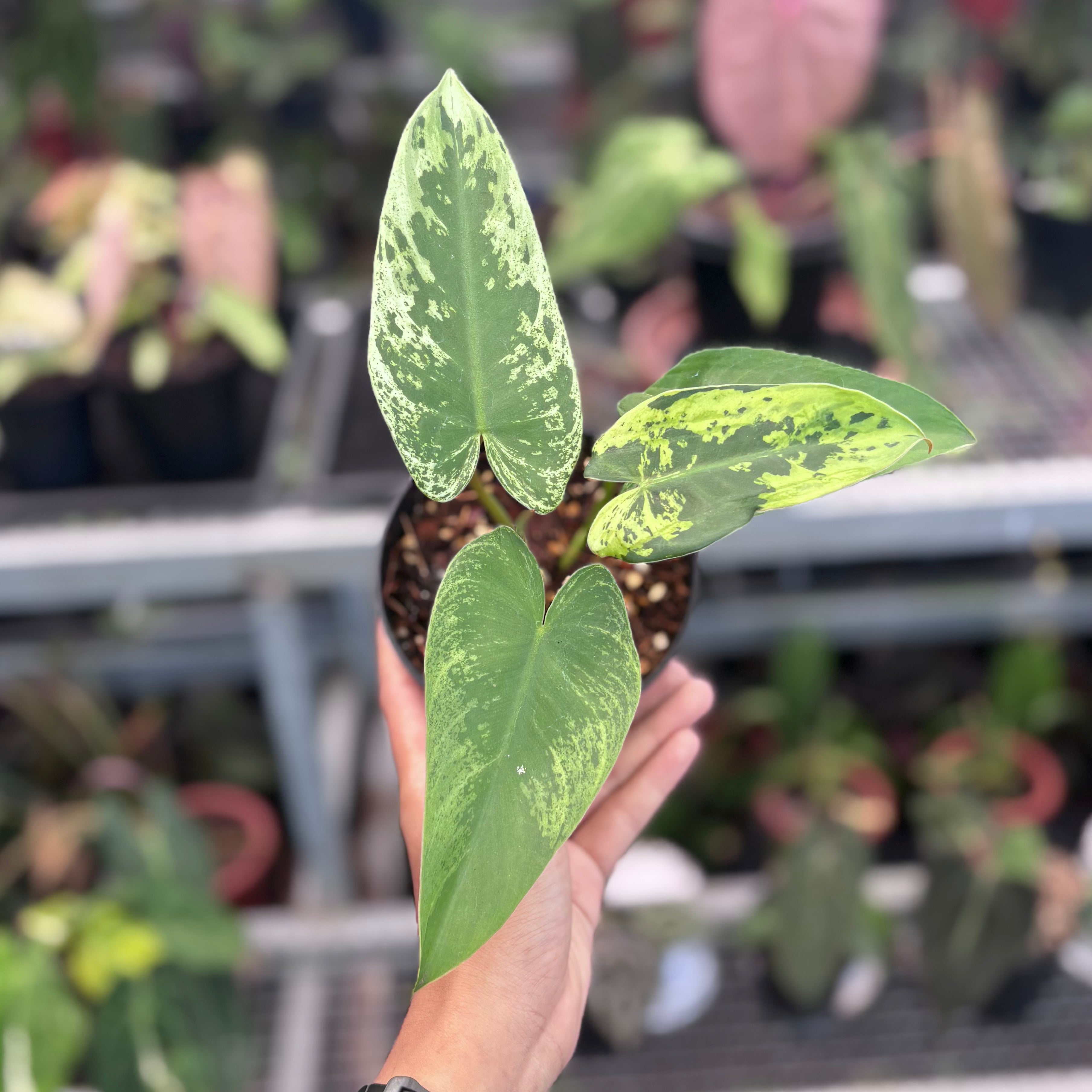 Philodendron ilsemanii variegated