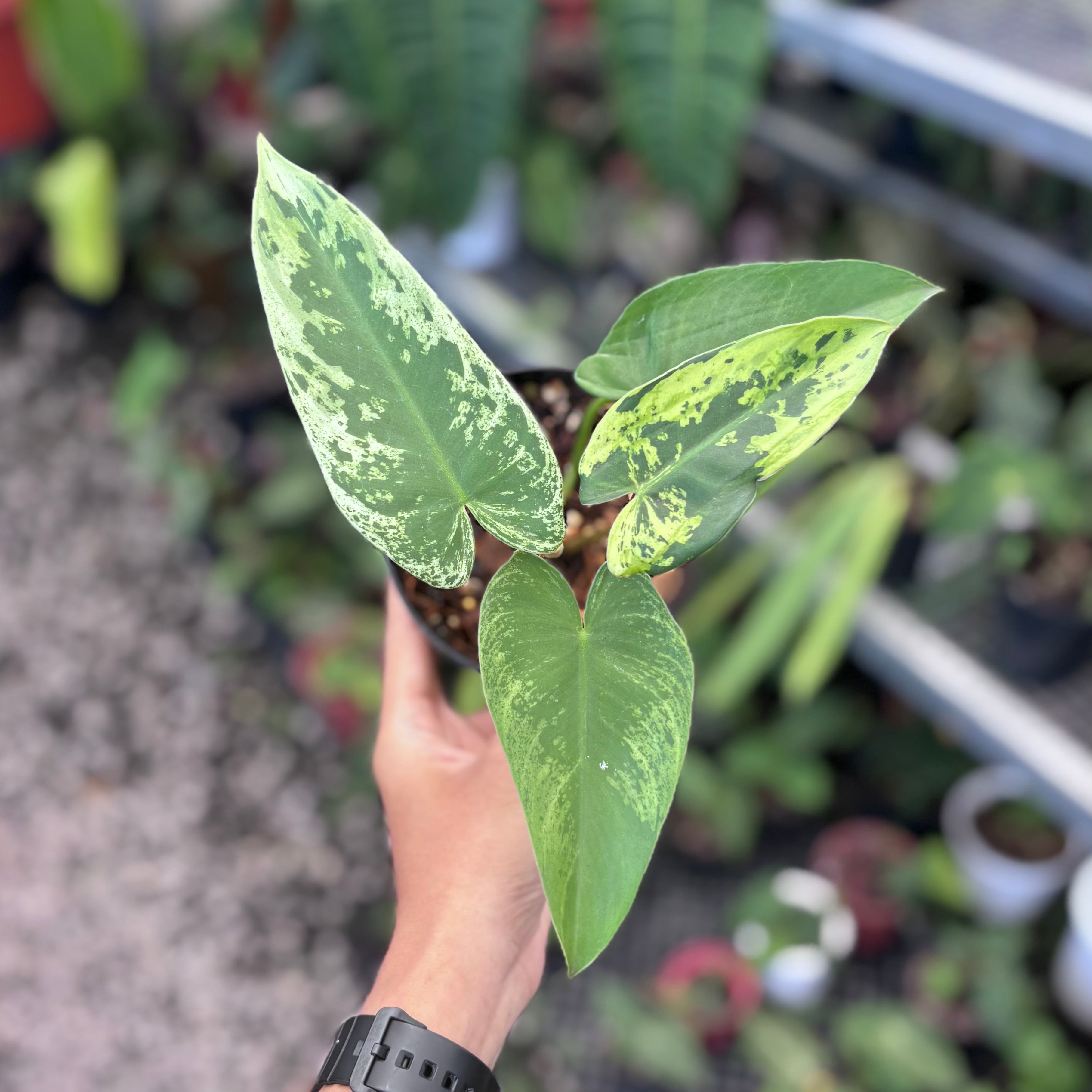 Philodendron ilsemanii variegated