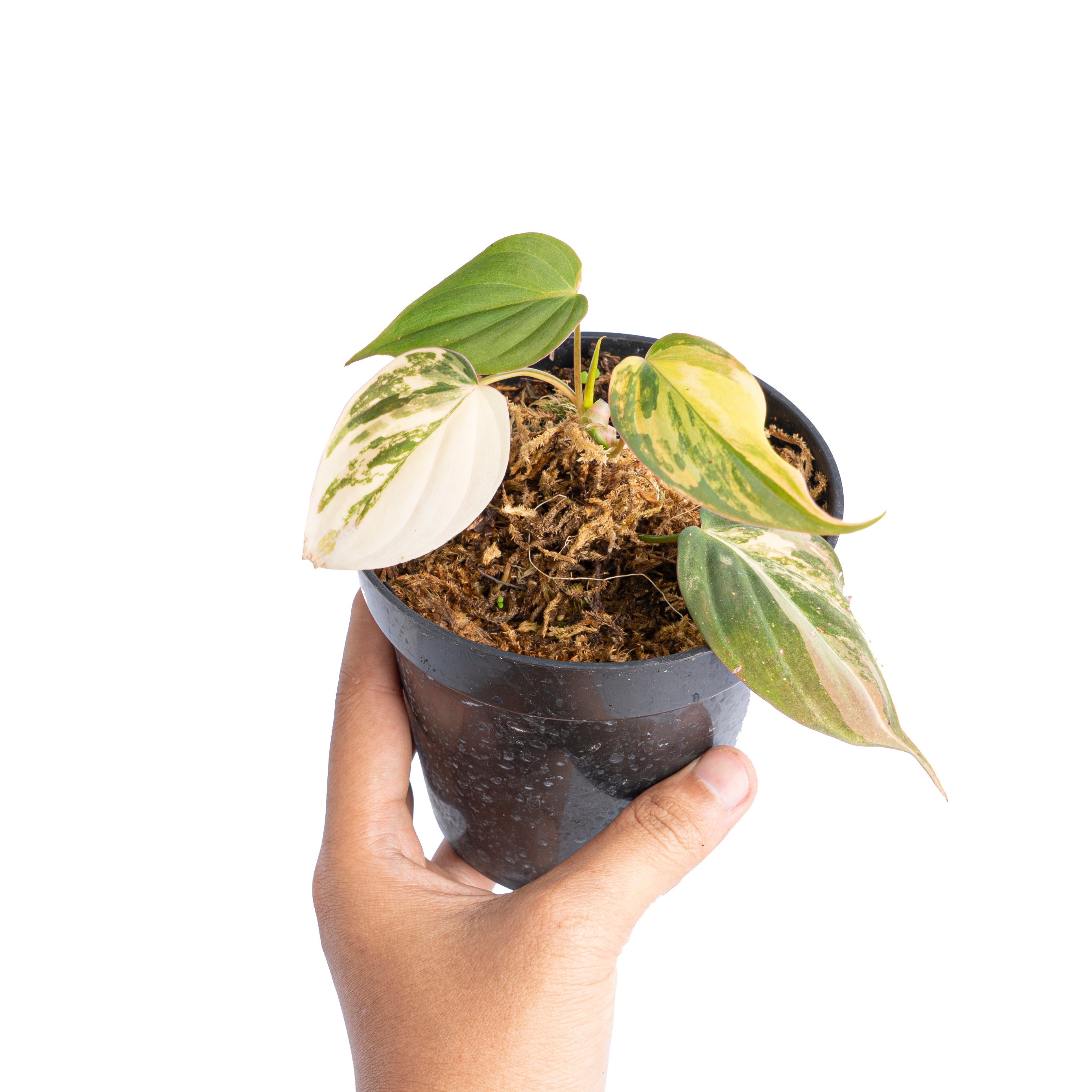 Philodendron micans variegated
