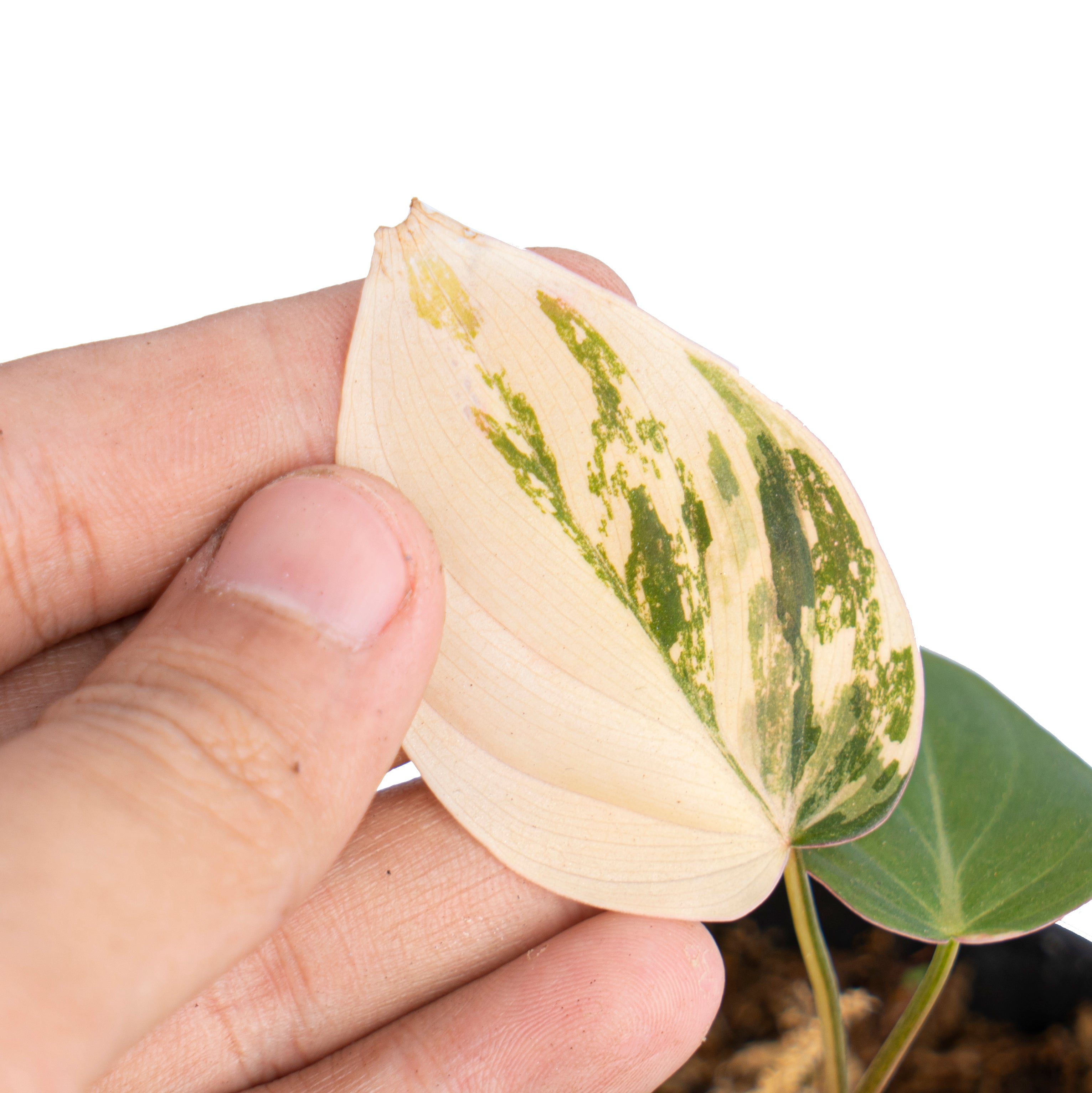 Philodendron micans variegated
