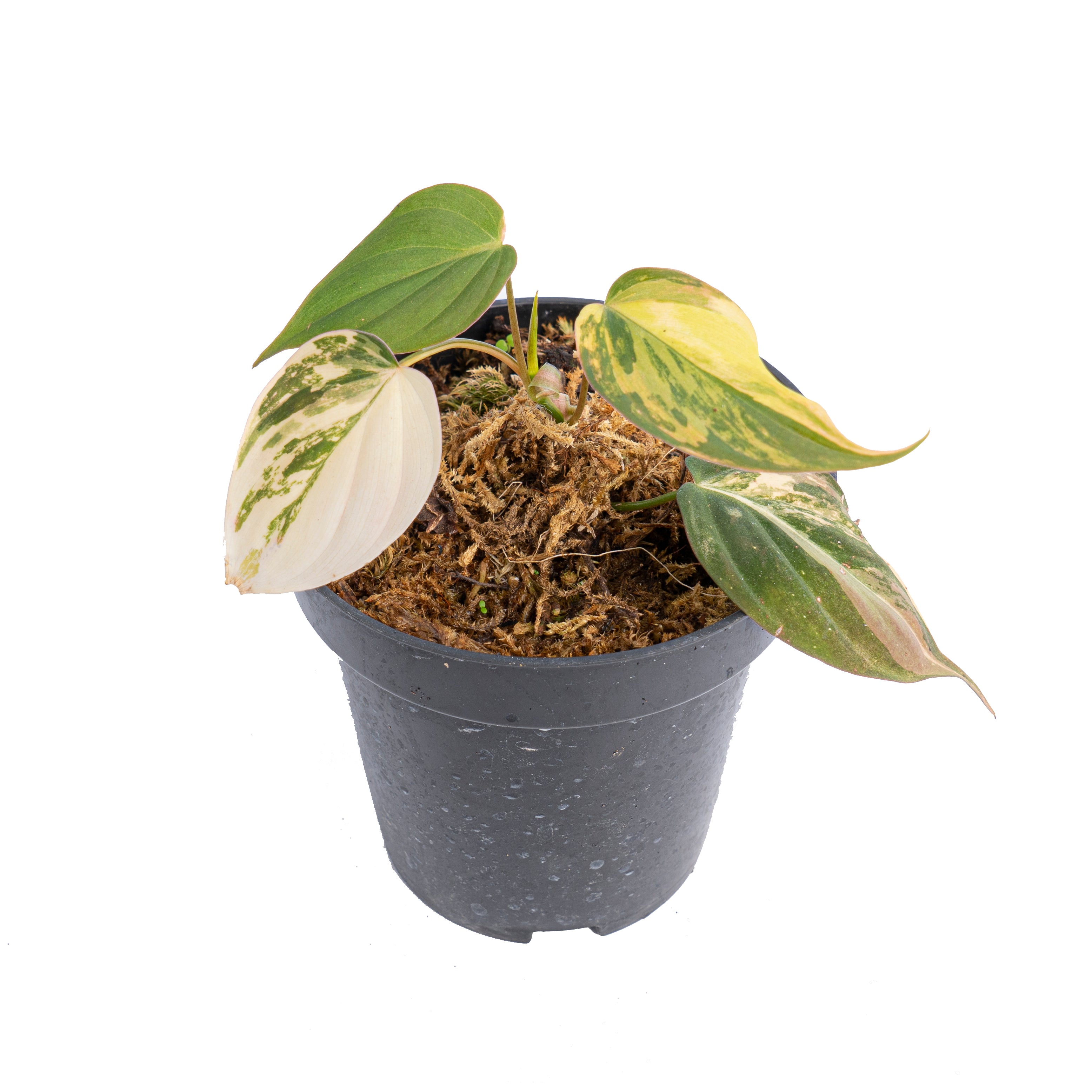 Philodendron micans variegated