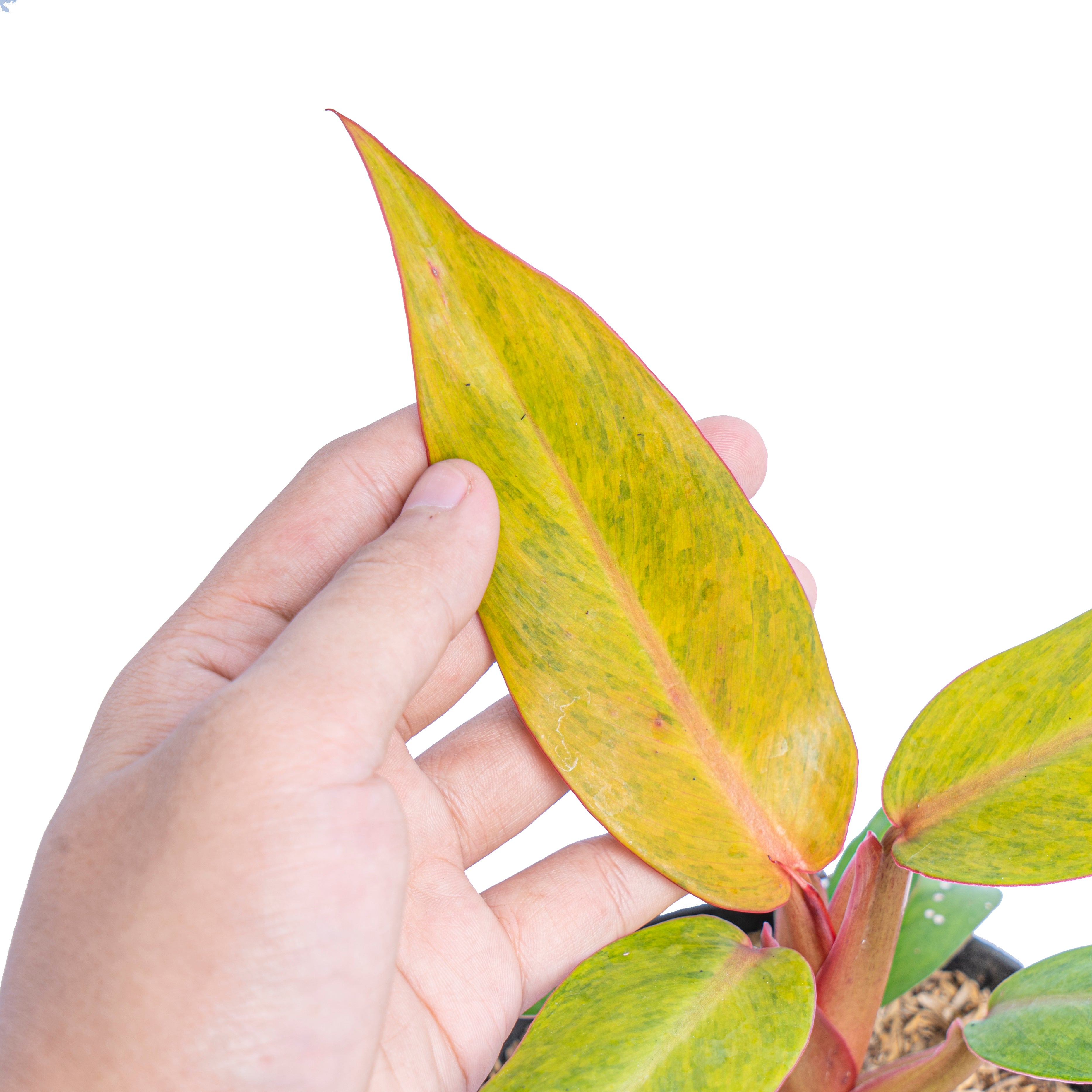Philodendron orange marmalade - Aroidmarket