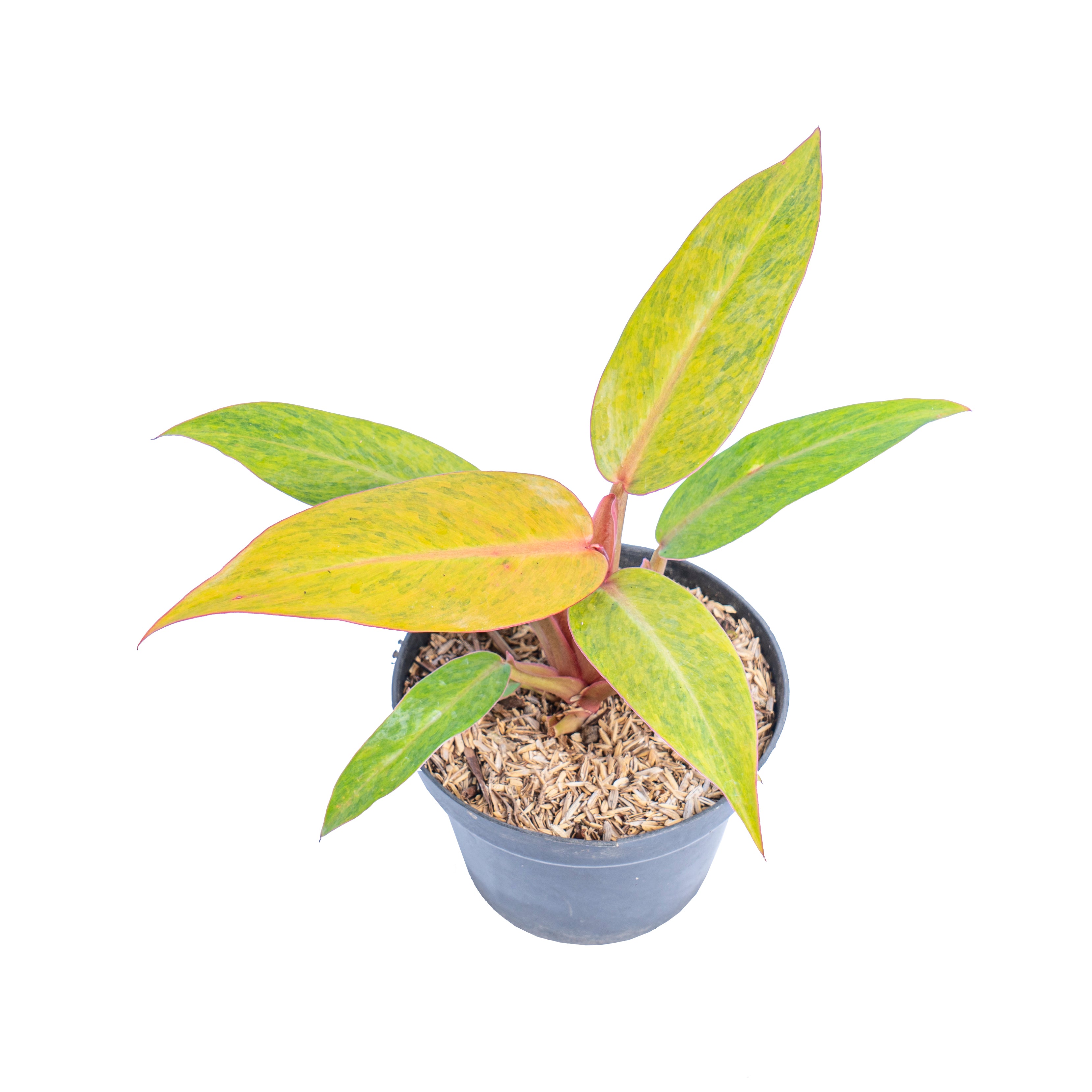 Philodendron orange marmalade - Aroidmarket