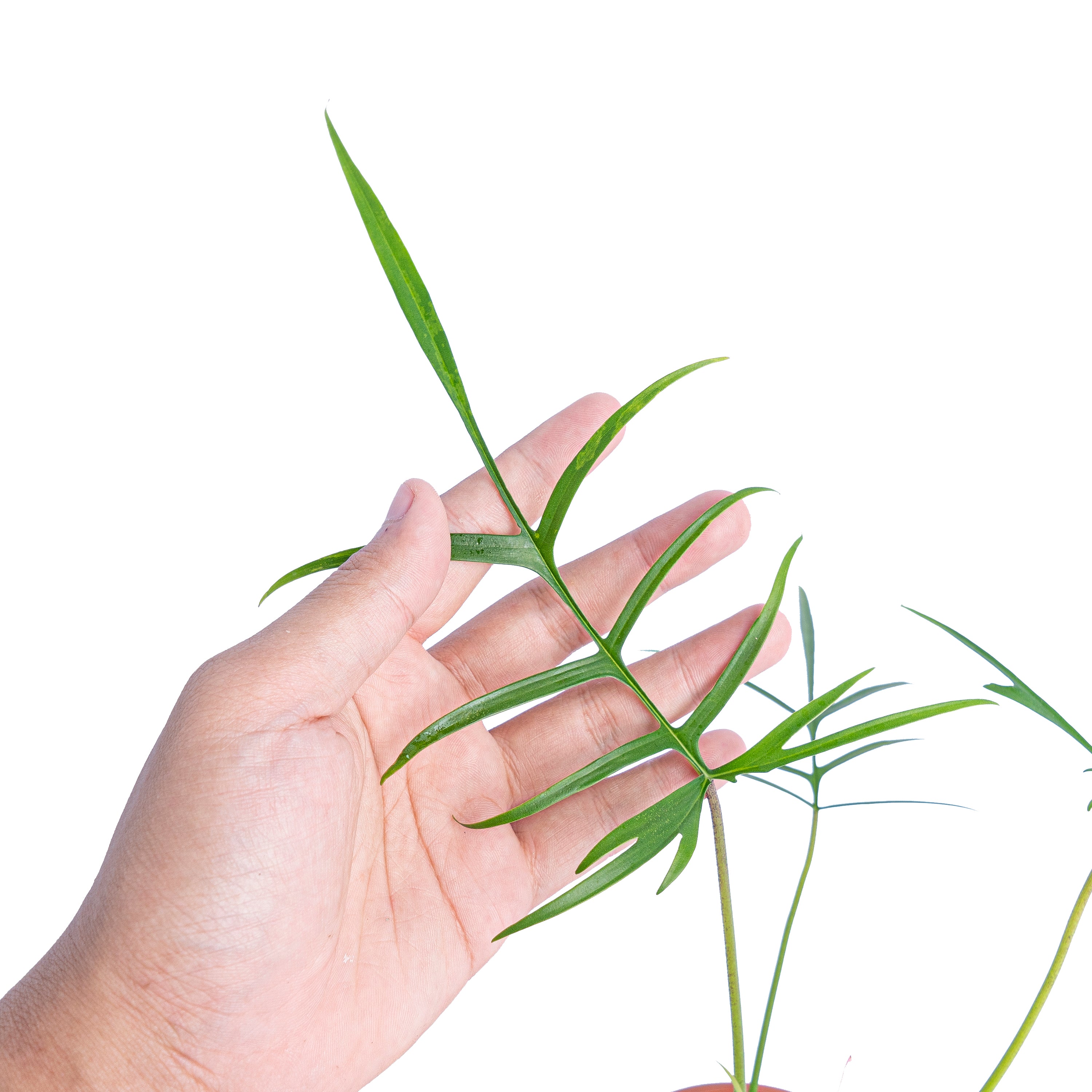 Philodendron polypodioides