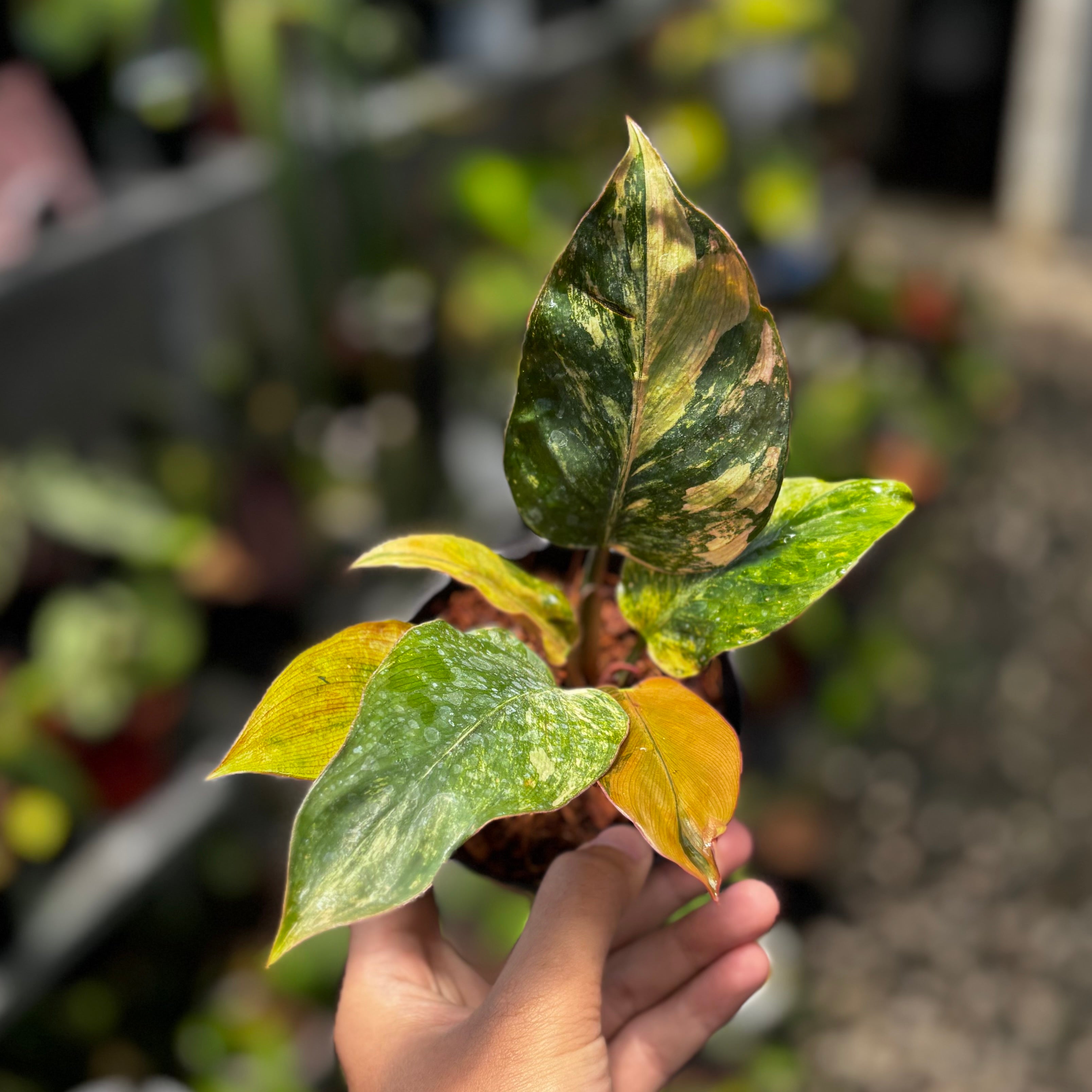 Philodendron red congo variegated