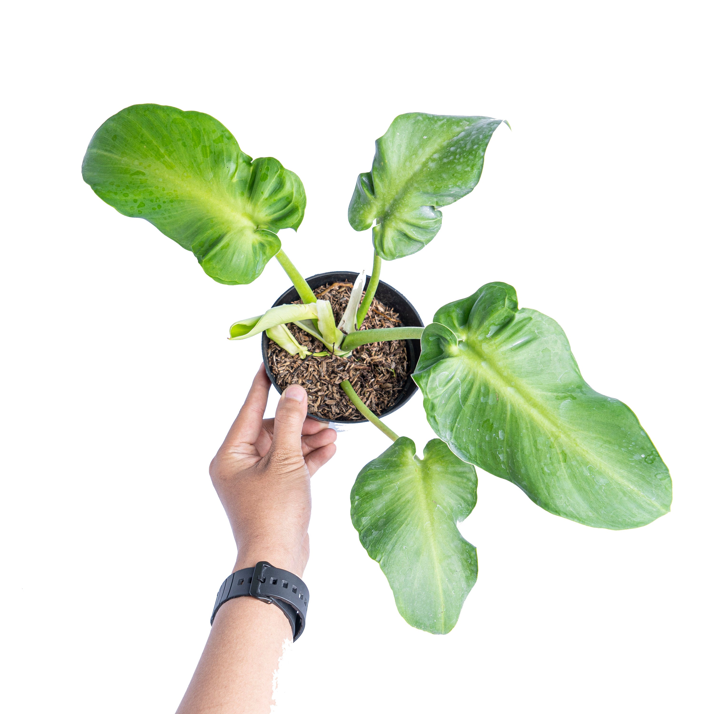Philodendron rugosum aberrant form