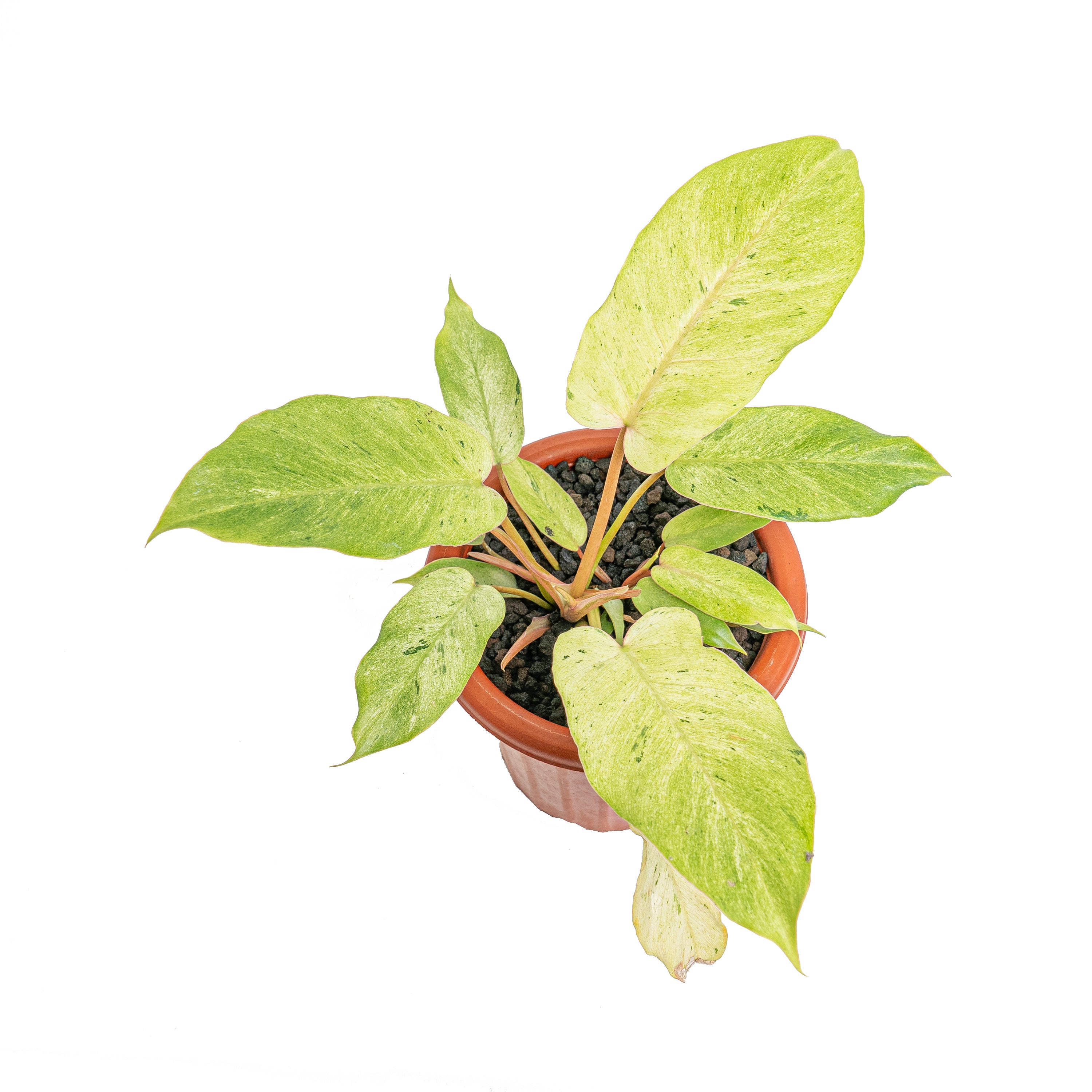 Philodendron snowdrift variegated