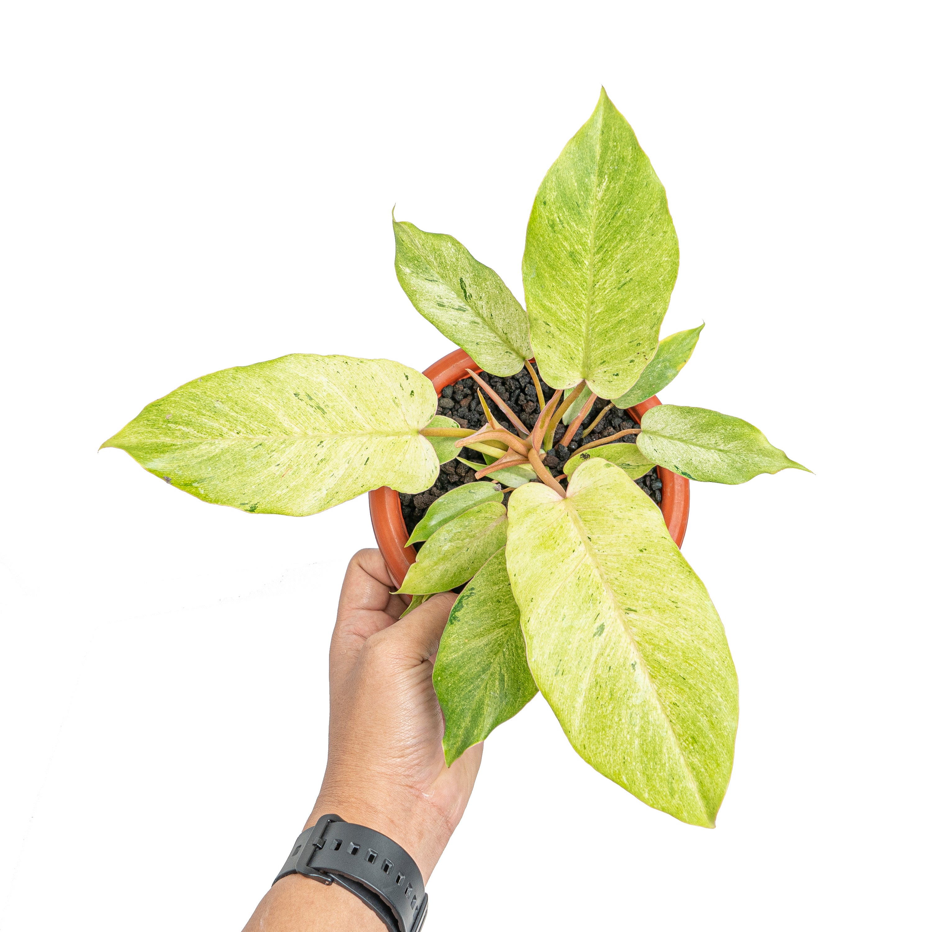 Philodendron snowdrift variegated