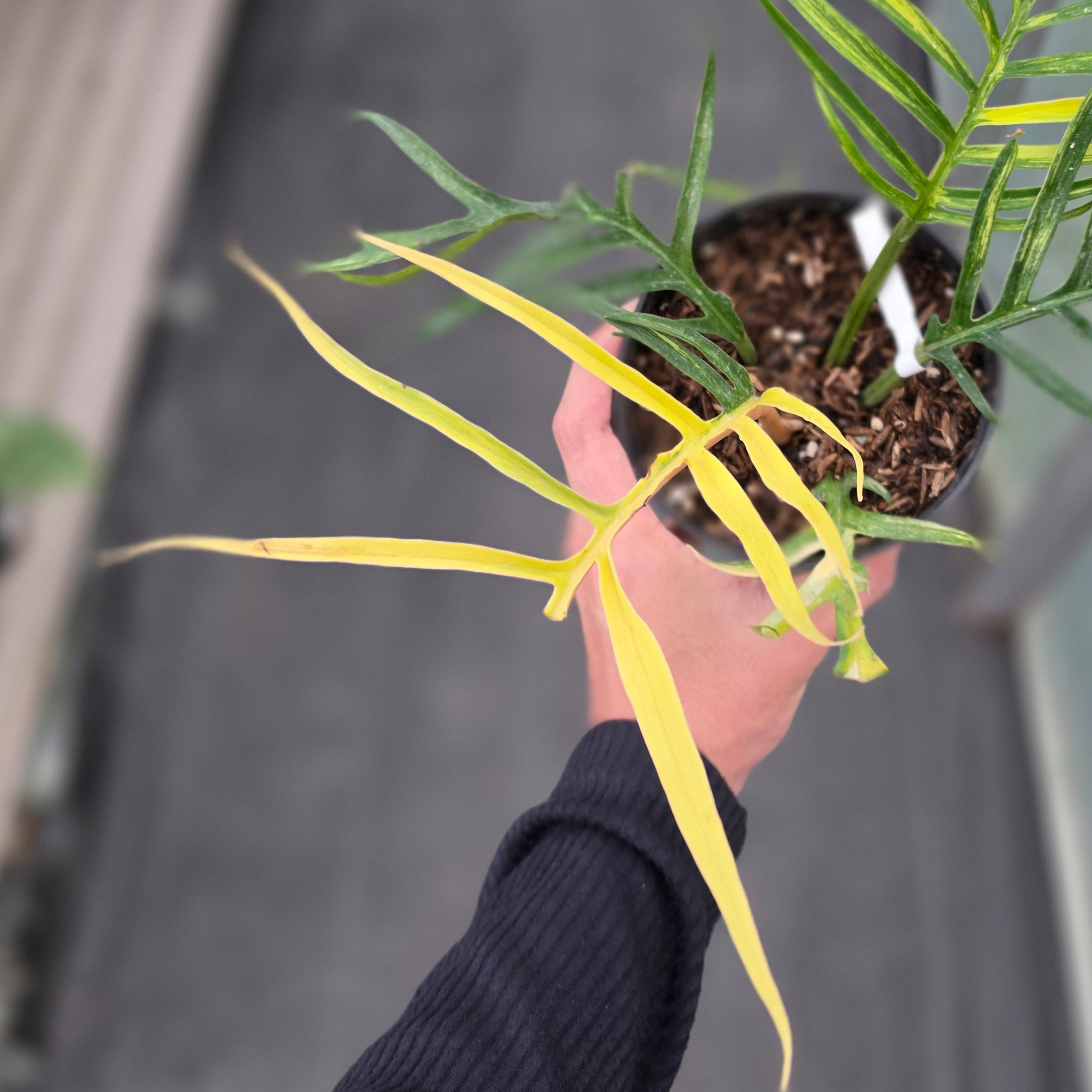 Philodendron tortum variegated